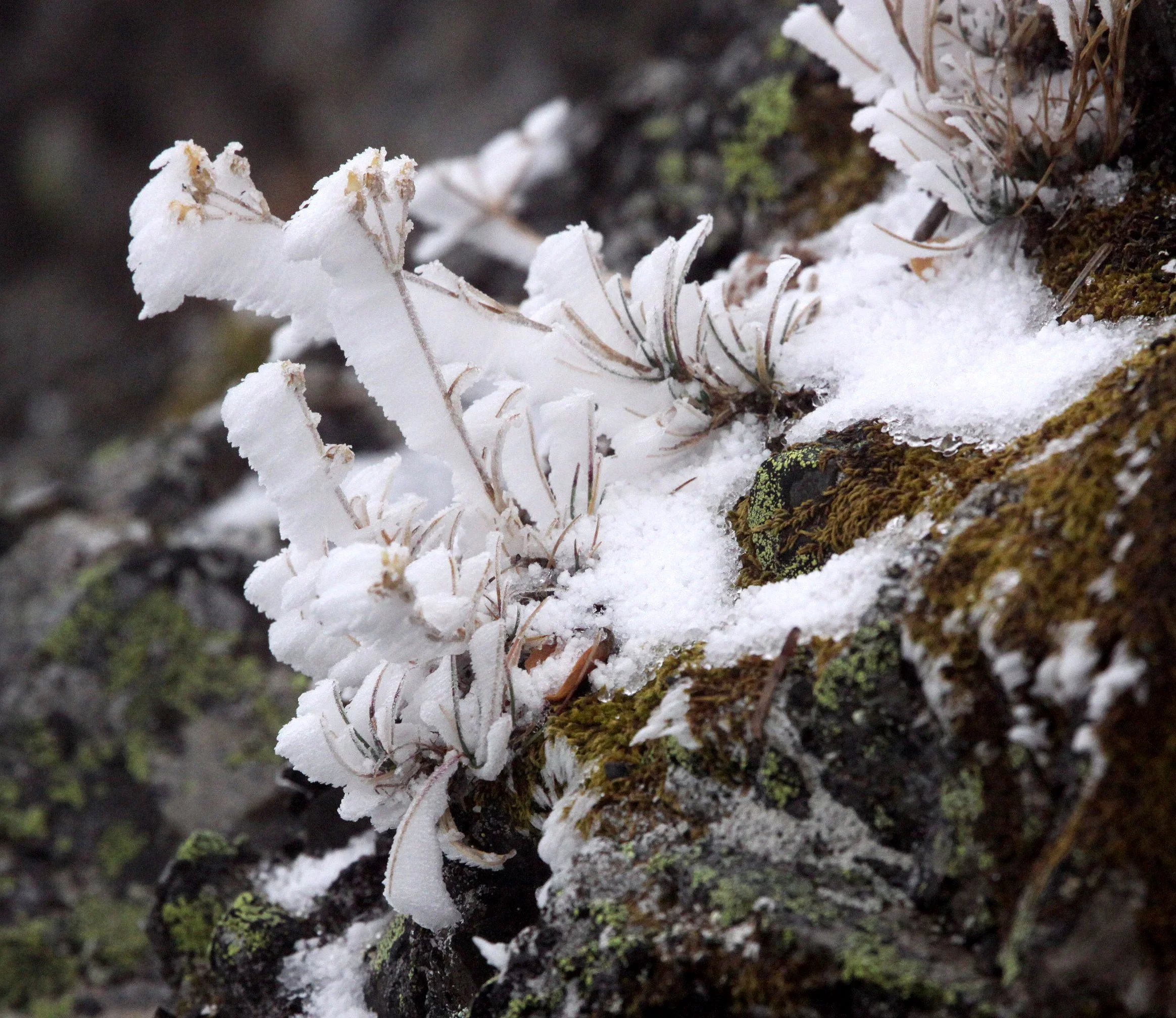 HURRICANE RIDGE - FIRST SNOW OF 2009 (4).JPG