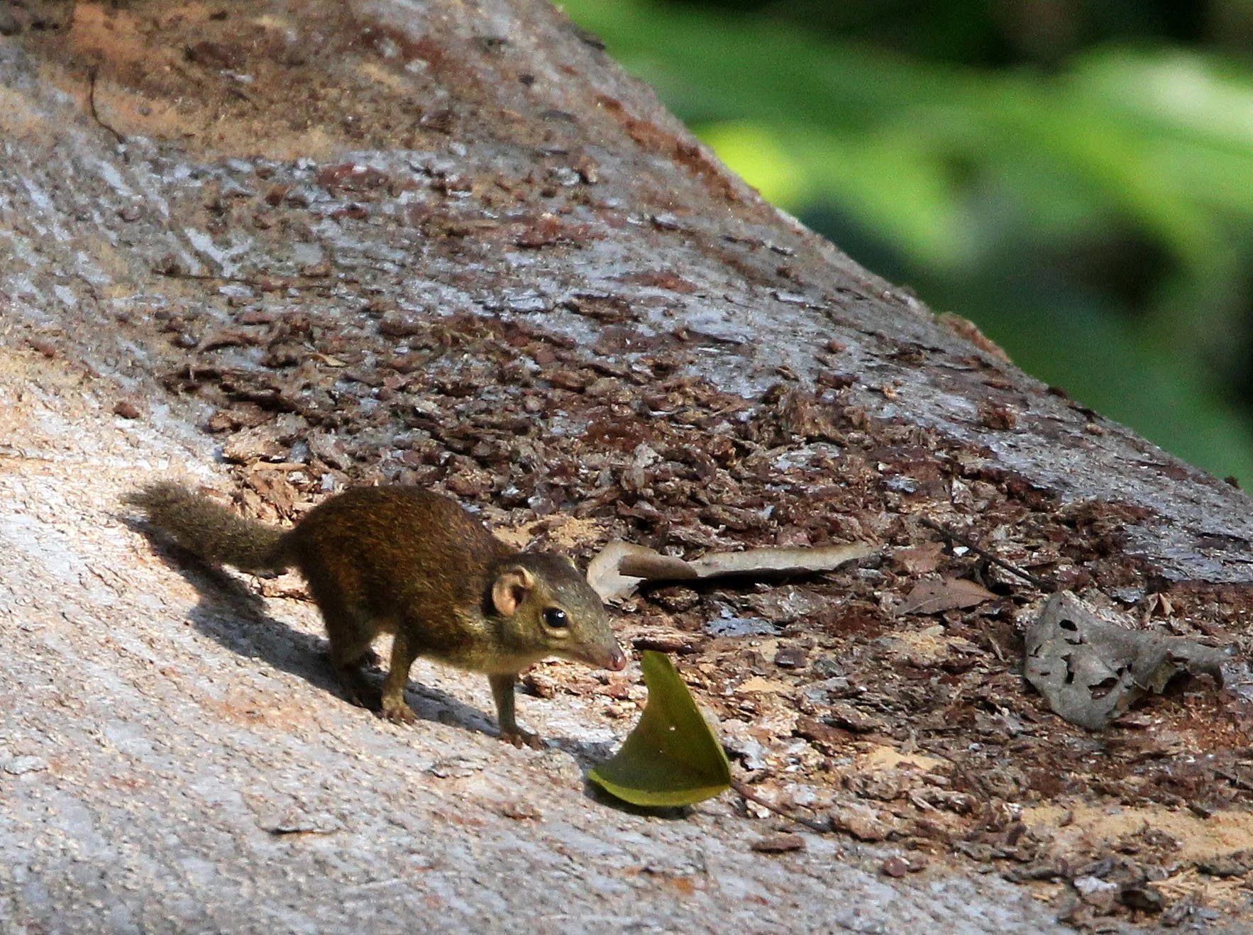  In the WEFCOM, they inhabit various environments, including deciduous, dry evergreen, and hill evergreen forests. They are highly adaptable and are even found in secondary forests and natural scrub vegetation. Northern treeshrews serve as key seed d