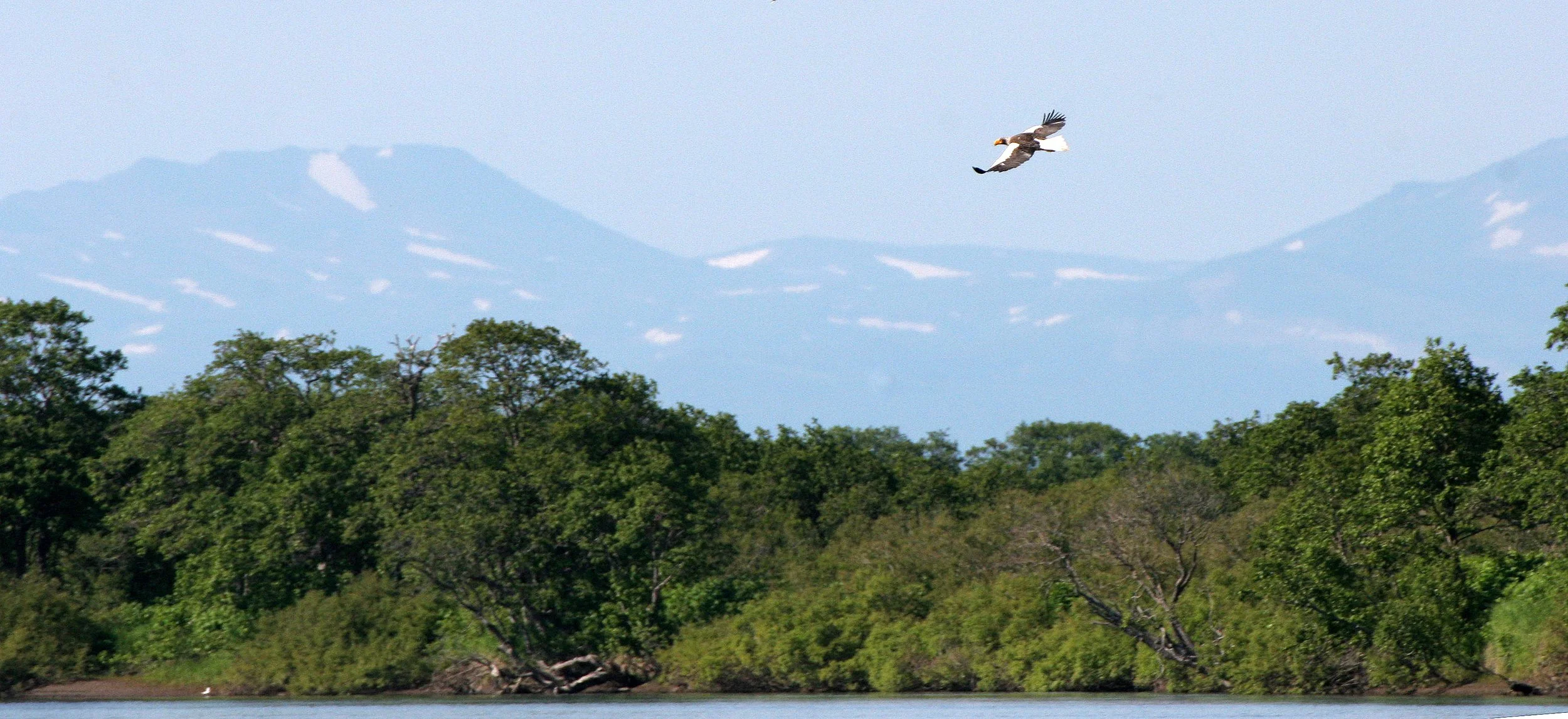 Haliaeetus pelagicus - STELLERS SEA EAGLE - ON KAMCHATKA COASTLINE - RUSSIA (76).jpg
