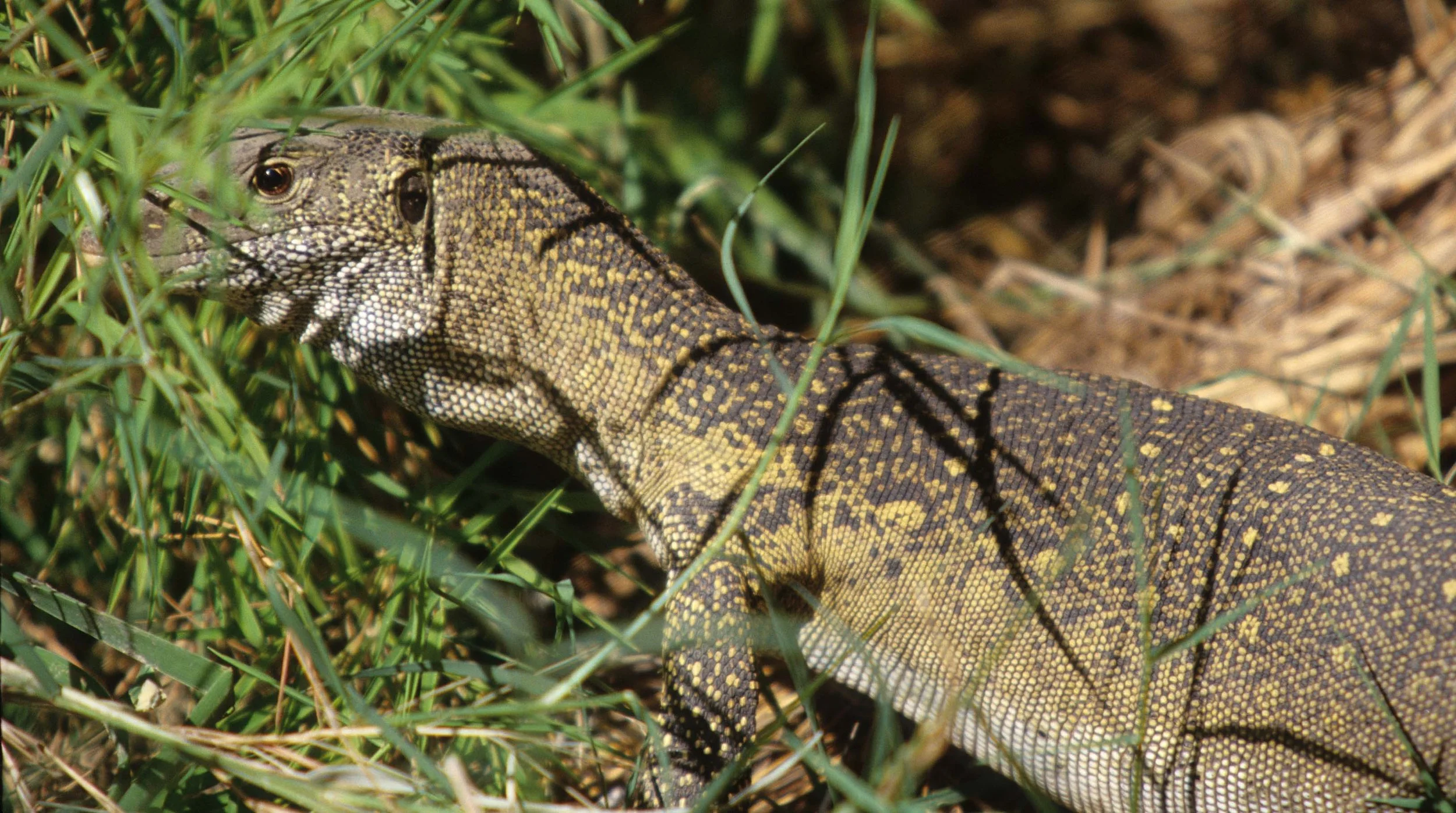 REPTILE- MONITOR LIZARD - SHABA A.jpg