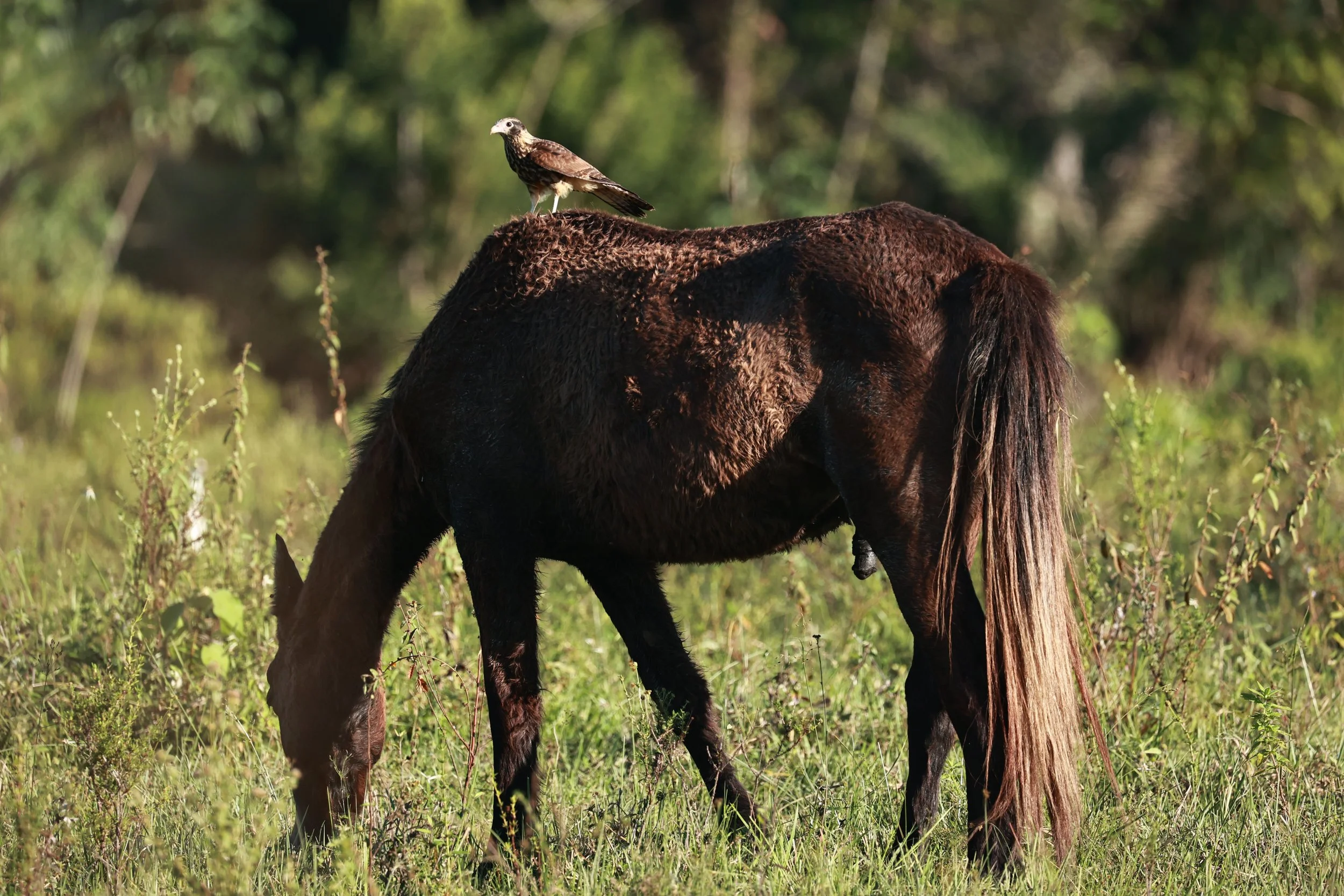 Caracara - Yellow-headed Caracara - Milvago chimachima - Estancia, Sergipe & Northern Bahia State, Brazil (8).jpg