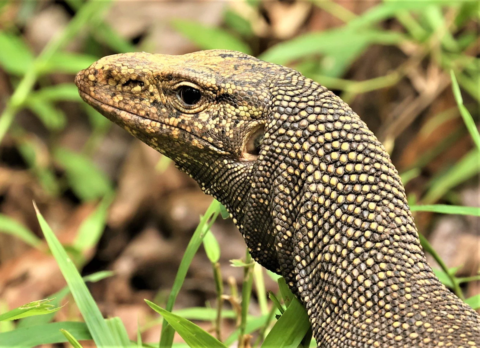 Clouded Monitor (Varanus nebulosus)