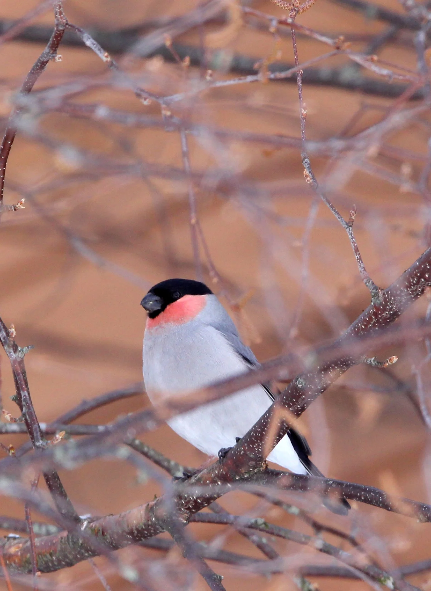 Eurasian Bullfinch (Pyrrhula pyrrhula) Kussharo Lake, Hokkaido Japan 