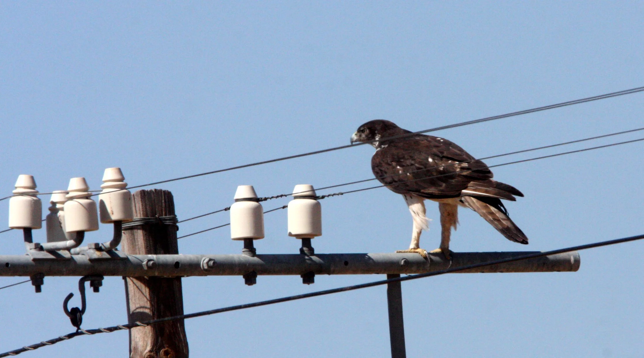 Polemaetus bellicosus - MARTIAL EAGLE - DAMARALAND NAMIBIA (1).JPG