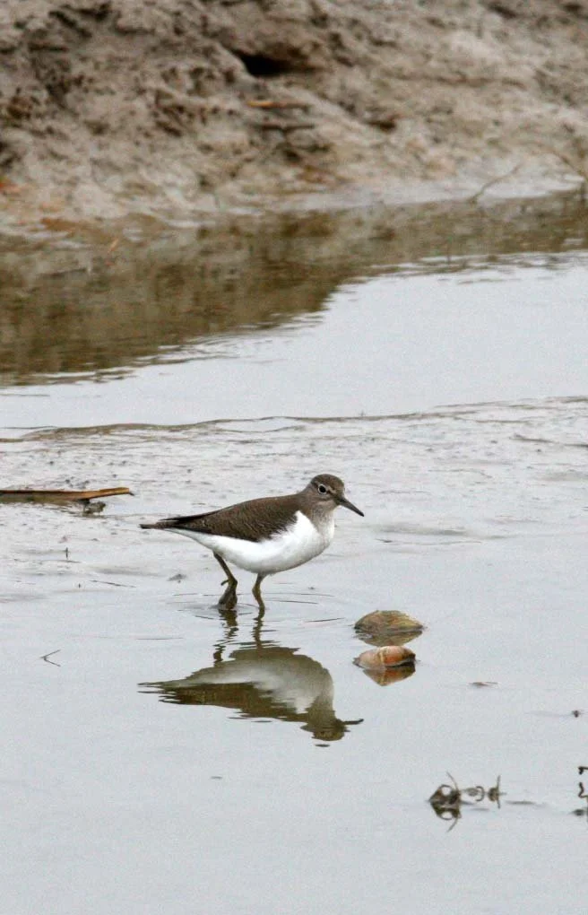 BIRD - SANDPIPER - COMMON SANDPIPER- YANCHENG CHINA (10).JPG
