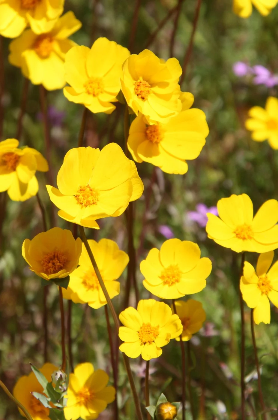 ASTERACEAE - COREOPSIS BIGELOVII - TICKSEED - CARRIZO PLAIN NATIONAL MONUMENT CALIFORNIA.JPG