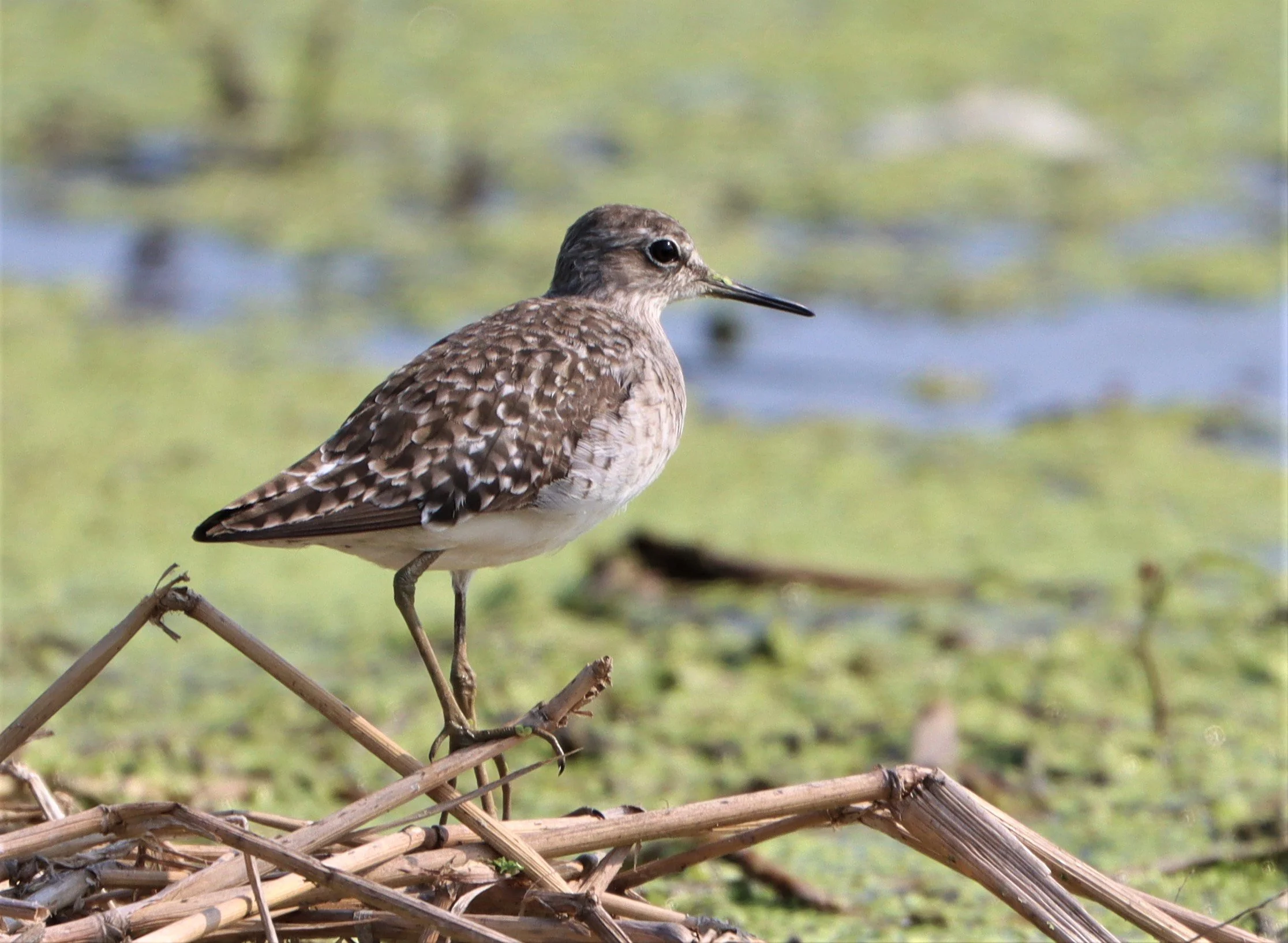 SANDPIPER - WOOD SANDPIPER - Tringa glareola - LAT KRABANG WETLANDS NEAR BKK (5).jpg