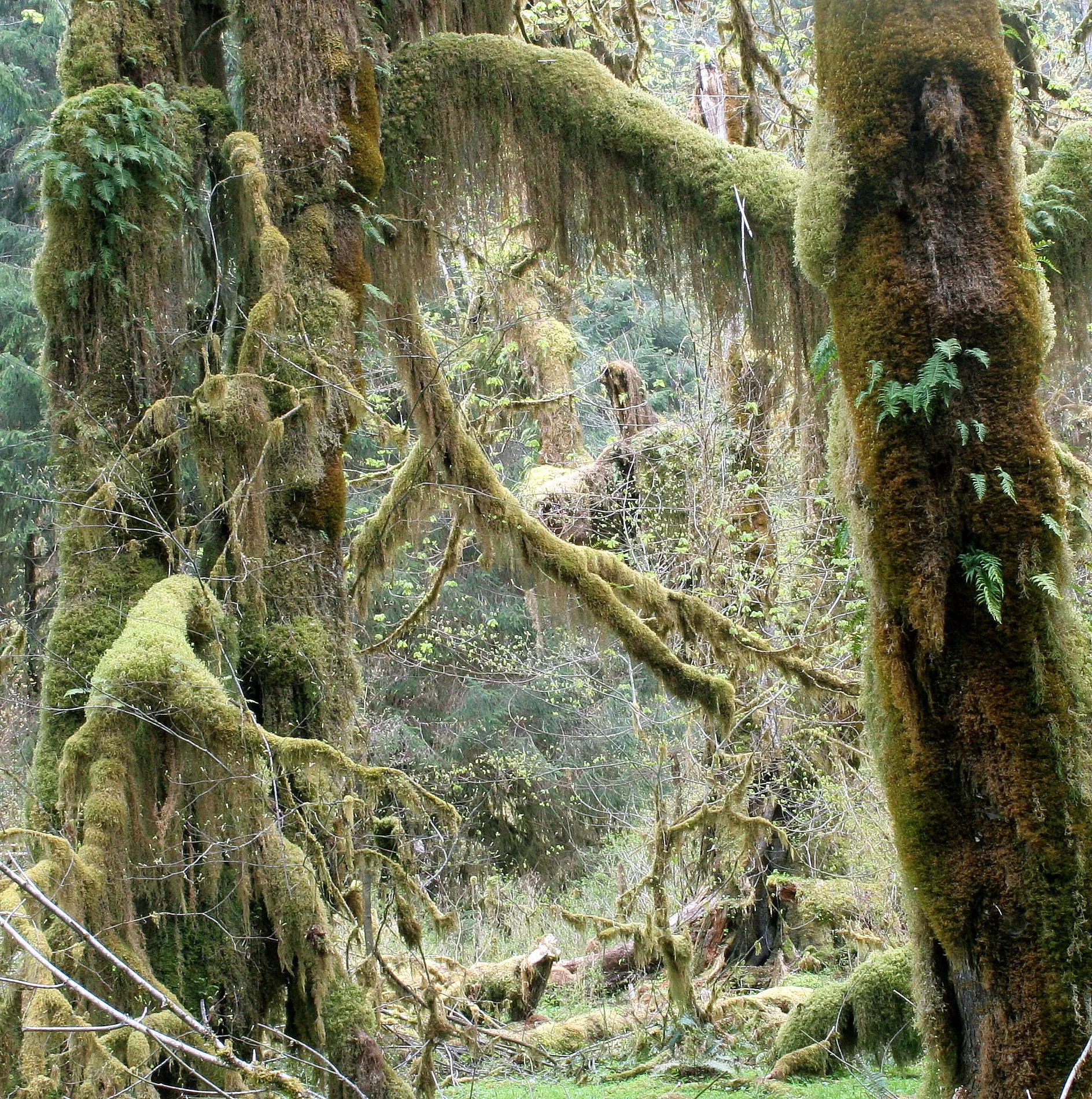 HOH RIVER VALLEY - HALL OF MOSSES (35).JPG
