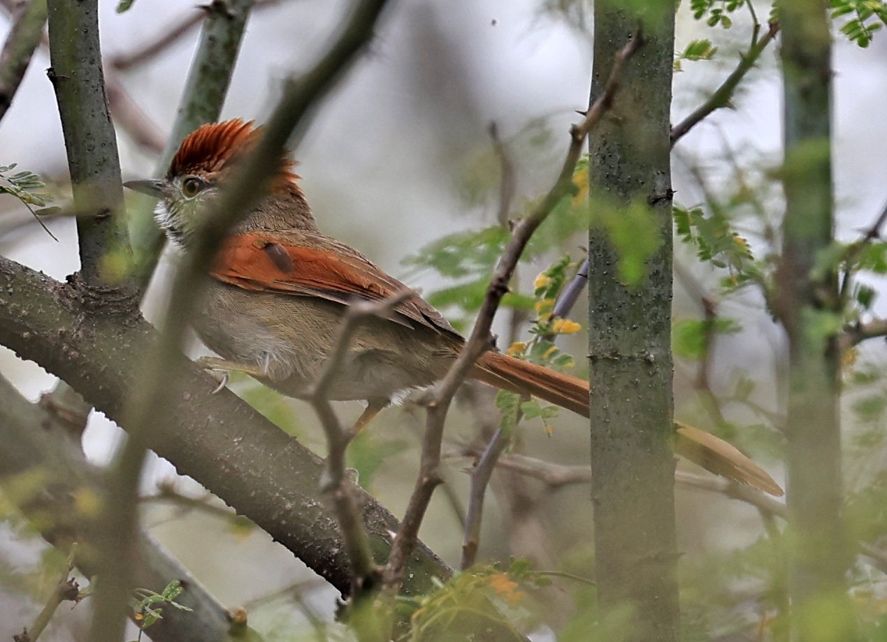 Sooty-fronted Spinetail (Synallaxis frontalis) La Patria Sideroads Paraguay (9).jpg