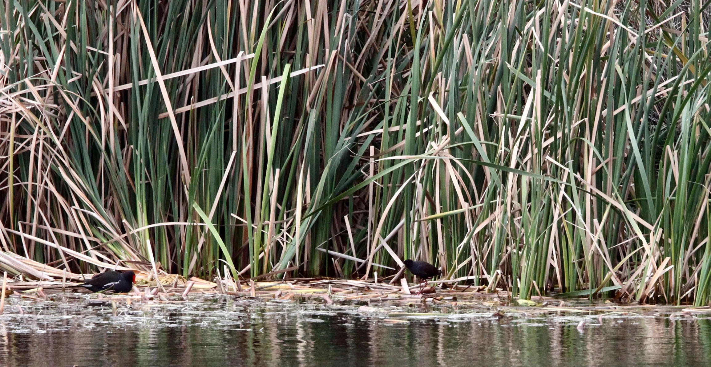 Black Crake (Zapornia flavirostra) Kruger National Park (6).JPG