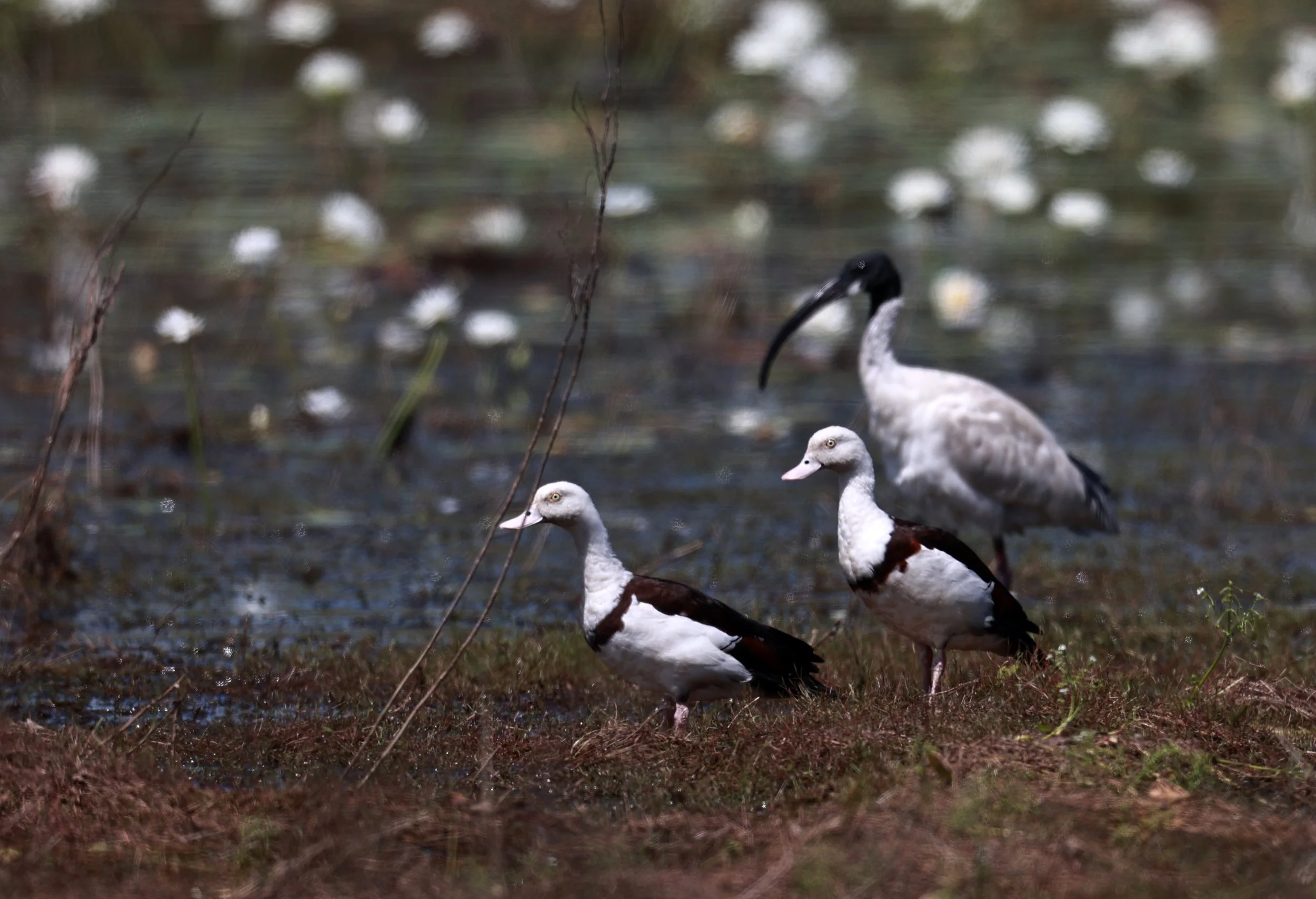 Radjah Shelduck (Tadorna radjah) & Australian Ibis (Threskiornis molucca)Anbangbang Billabong, Kakadu NP - Northern Territory (6).jpg