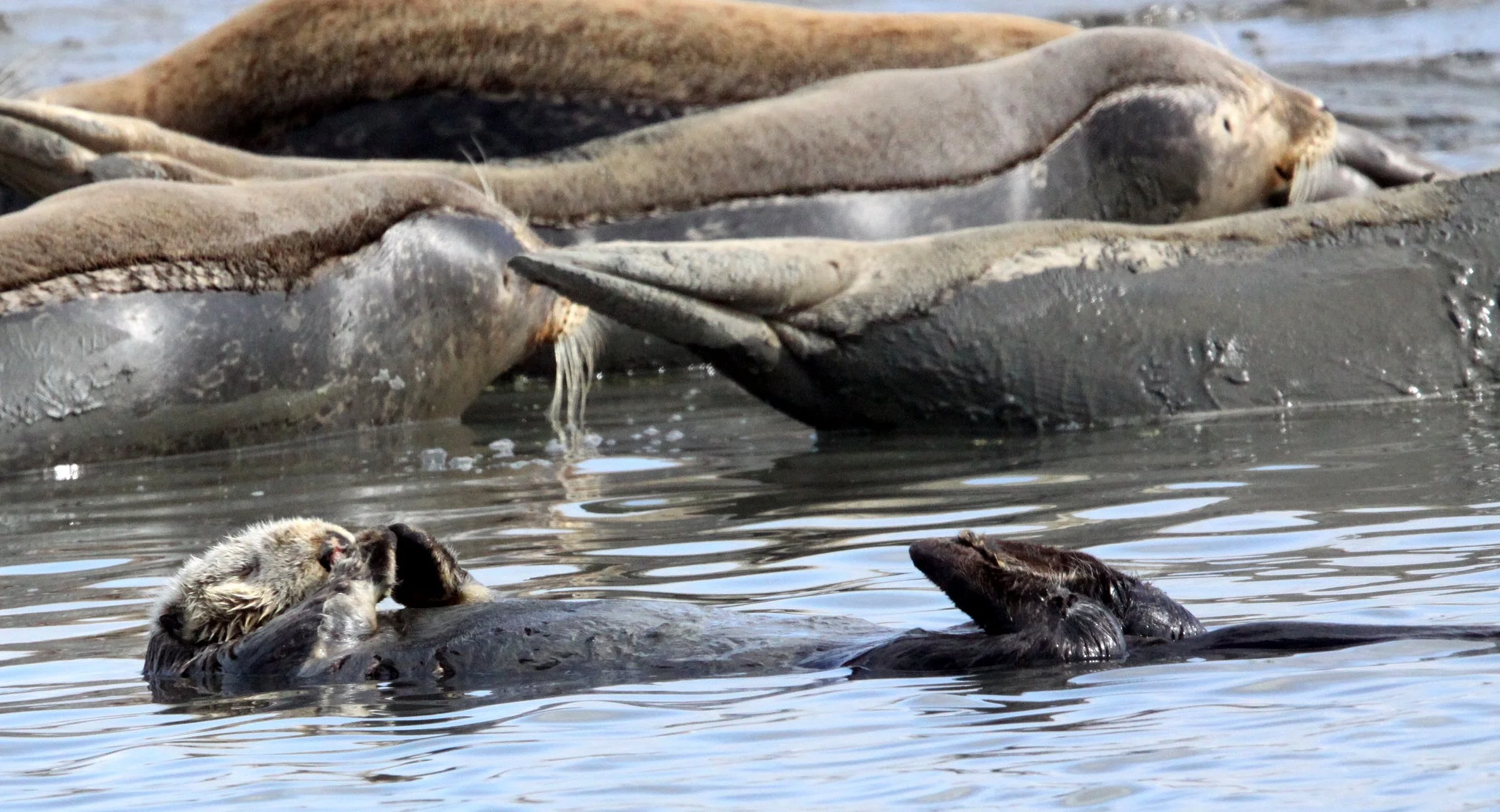 Enhydra lutris nereis - CALIFORNIA SEA OTTER - ELKHORN SLOUGH  WILDLIFE REFUGE CALIFORNIA (36).JPG