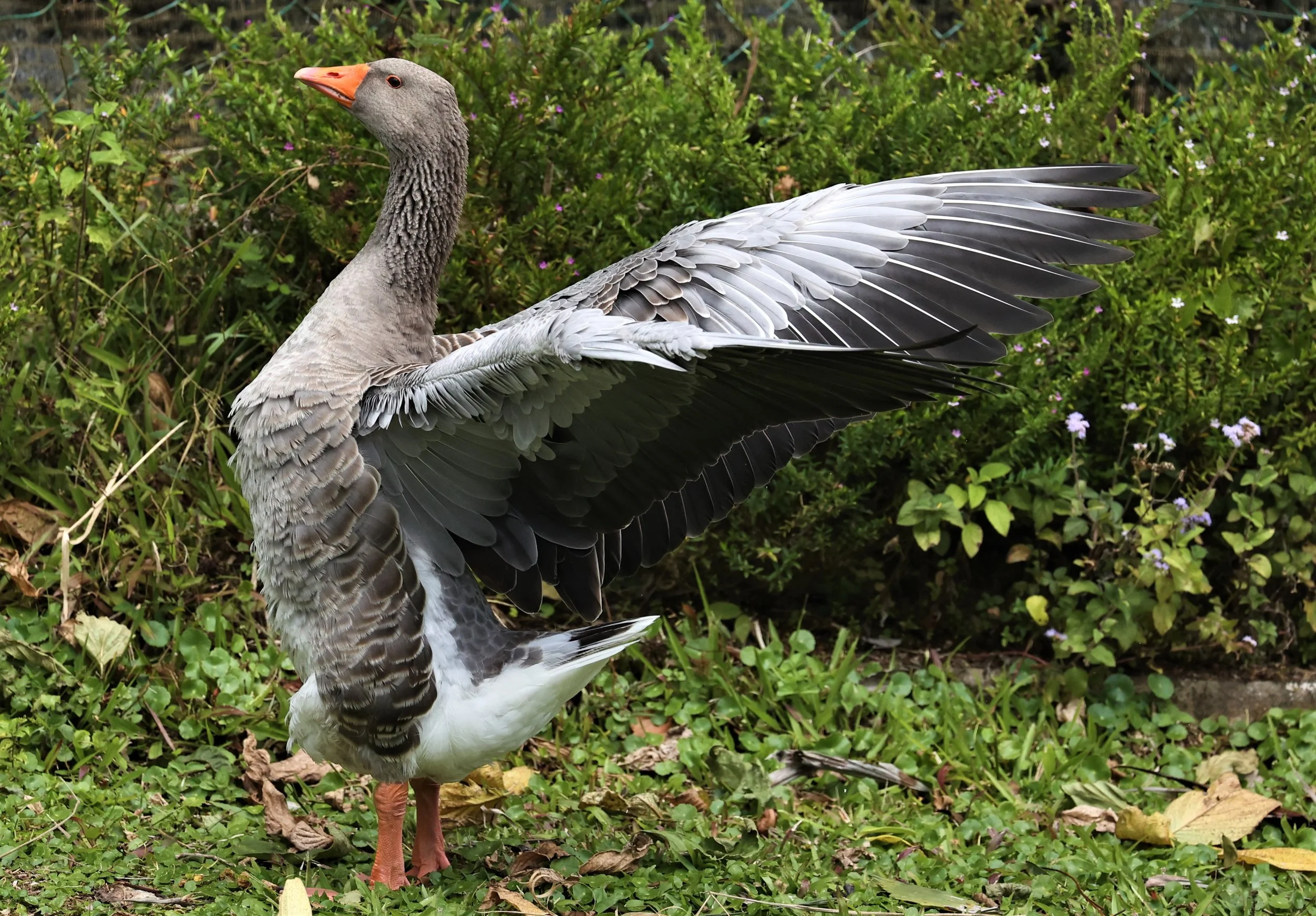Anser anser - GREYLAG GOOSE - FRASER'S HILL RAUB DISTRICT PAHANG MALAYSIA (16).jpg