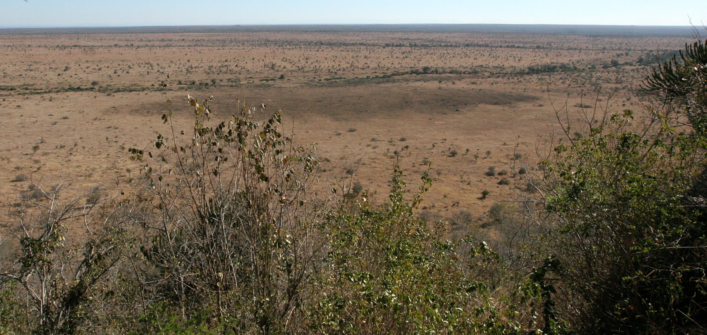 KRUGER NATIONAL PARK SOUTH AFRICA - BUSHVELD COMMUNITY (3).JPG