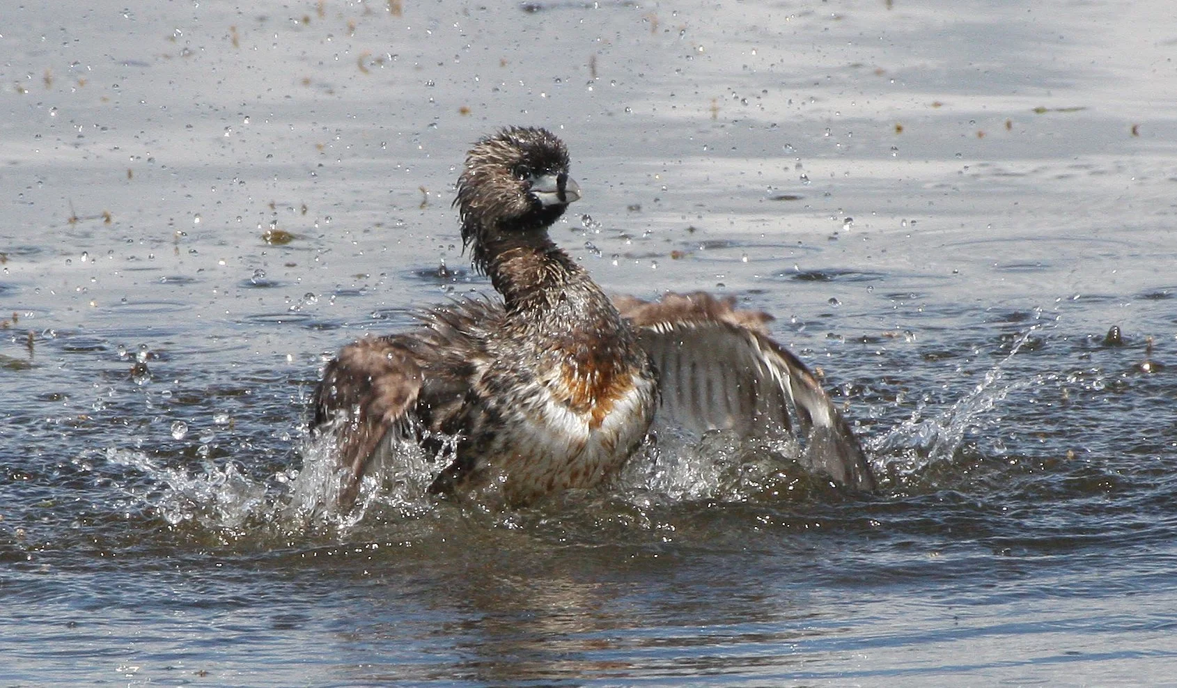 Pied-billed Grebe (Podilymbus podiceps) Ridgefield NWR Washington (36).jpg