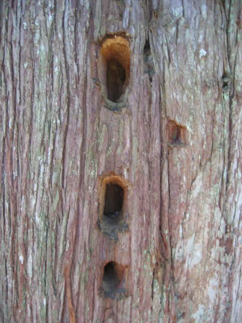 BIRD - WOODPECKER - PILEATED WOODPECKER - HOLES.jpg