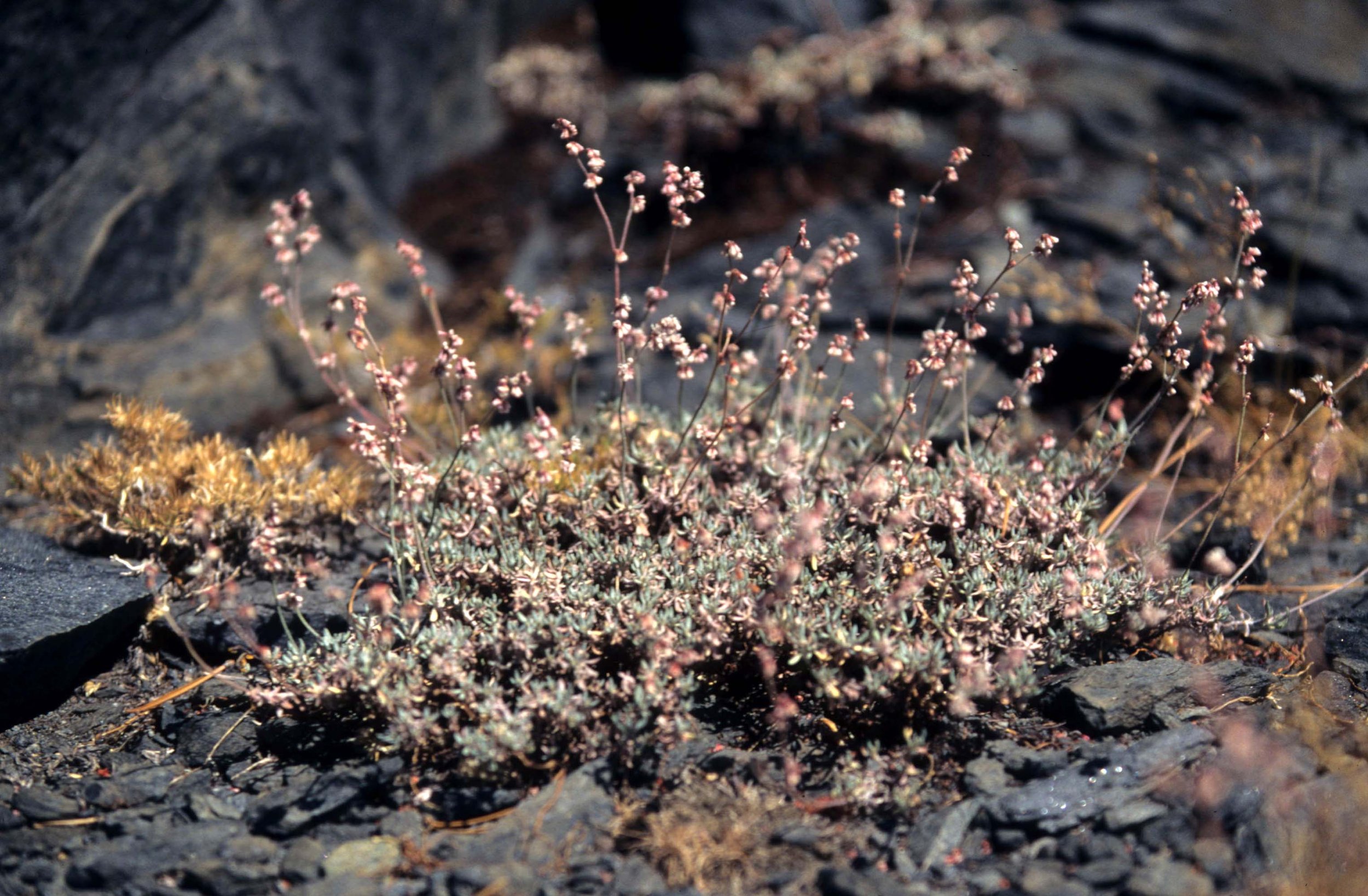 CALIFORNIA - SIERRA - PLANT SPECIES (3).jpg