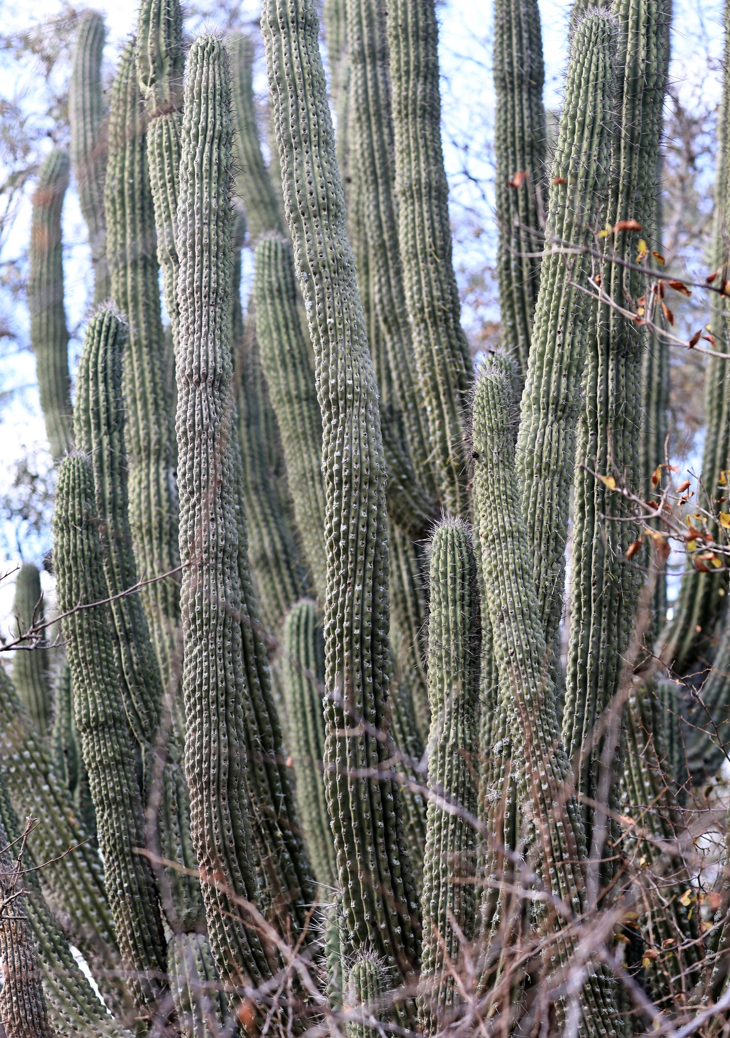 Toothpick Cactus (Stetsonia coryne) Aurora Chaquena Reserve, Neuland Mennonite Colony 