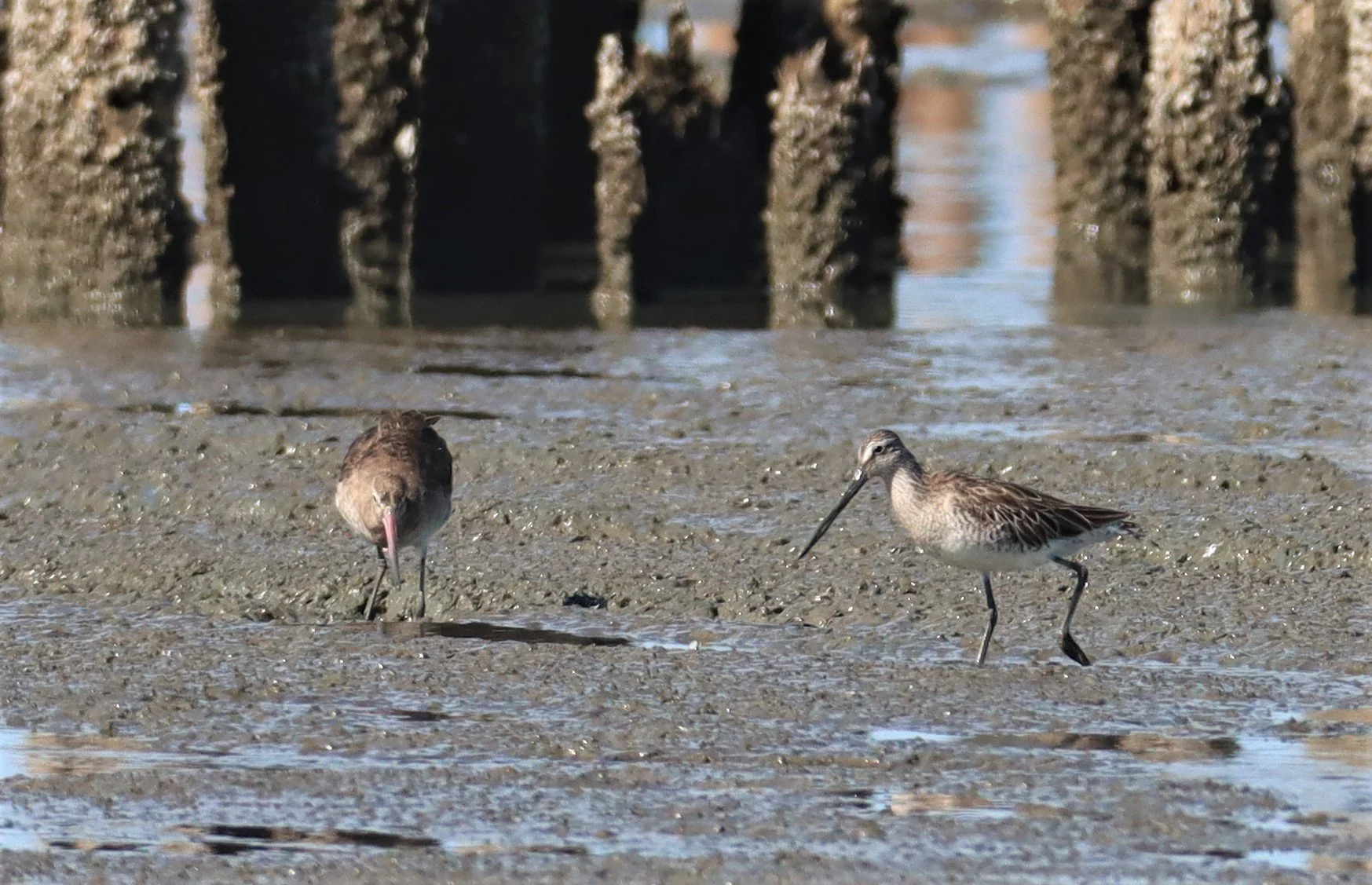 DOWITCHER - ASIAN DOWITCHER - Limnodromus semipalmatus - Mangrove Forest Research Center Samut Sakhon (63).jpg
