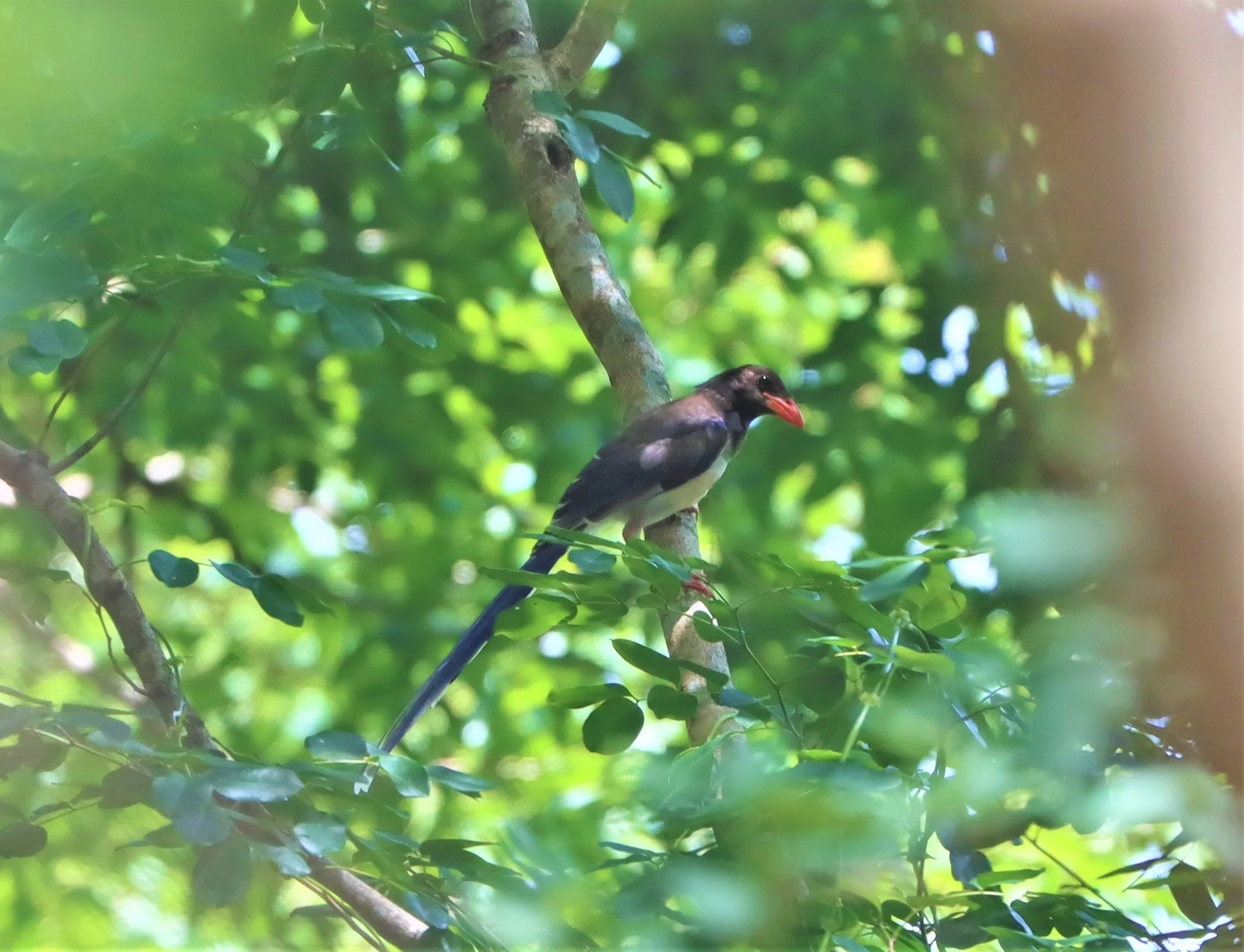MAGPIE - BLUE MAGPIE - Urocissa erythrorhyncha - PHANOMRUNG PRASAT RUINS BURIRAM (6).jpg
