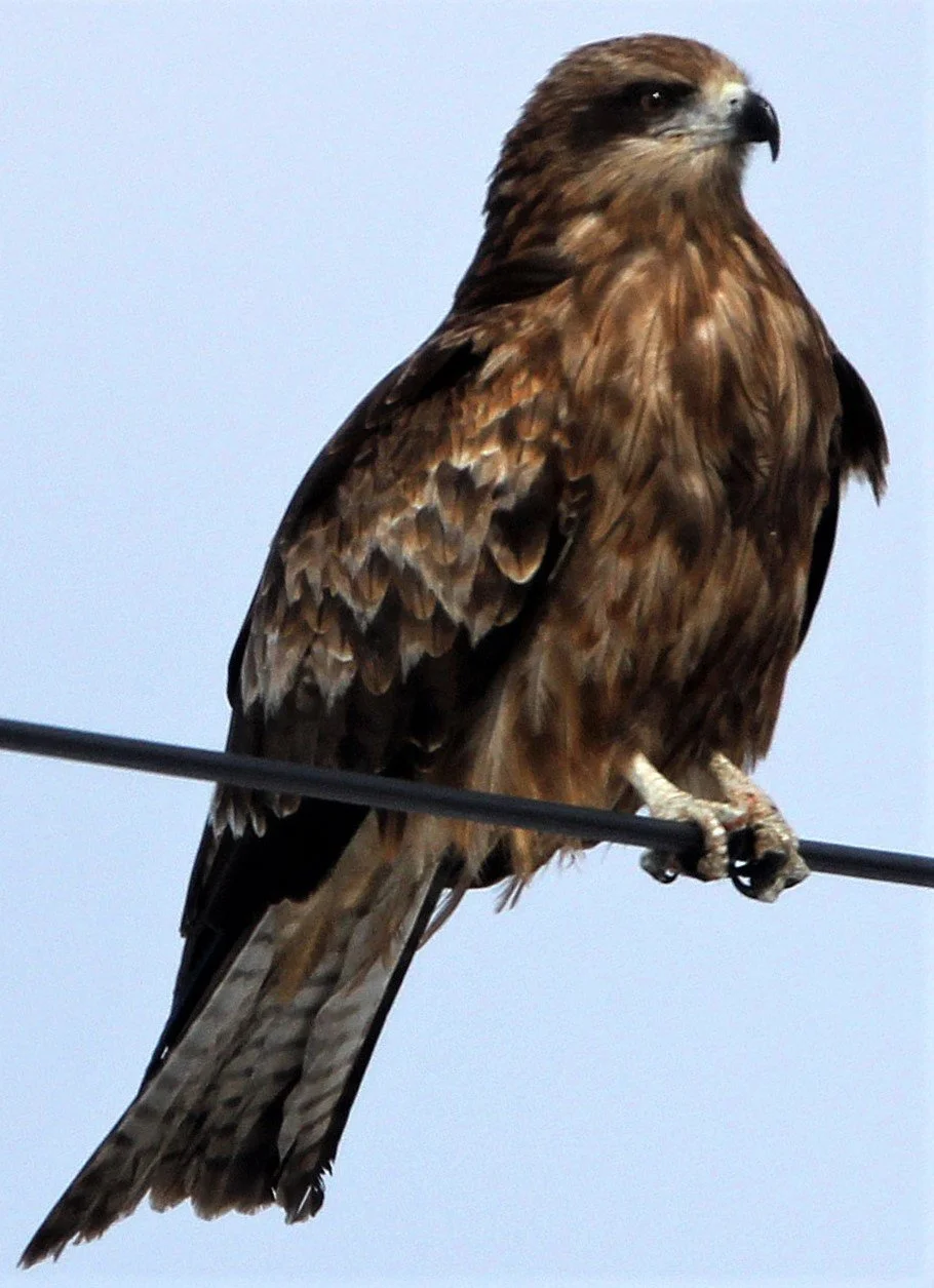 Milvus migrans lineatus - BLACK-EARED KITE - NOTSUKE PENINSULA - HOKKAIDO JAPAN aa.jpg