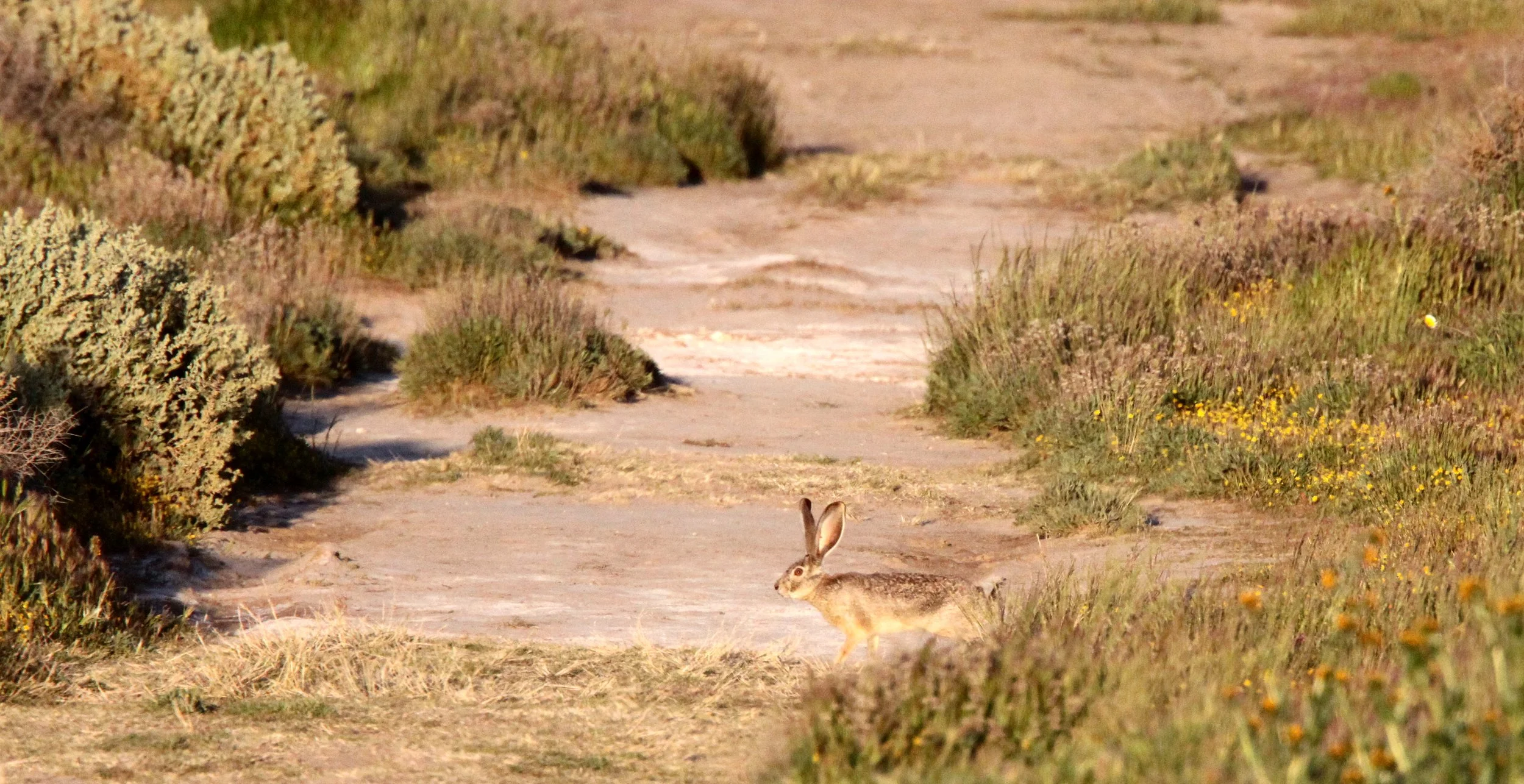 Lepus californicus bennetti - BLACK-TAILED JACK RABBIT - CARRIZO PLAIN NATIONAL MONUMENT (2).JPG
