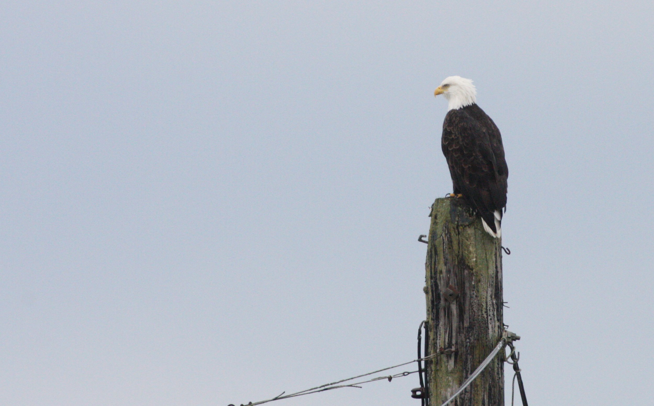 BIRD - EAGLE - BALD EAGLE - NEAH BAY WA.JPG