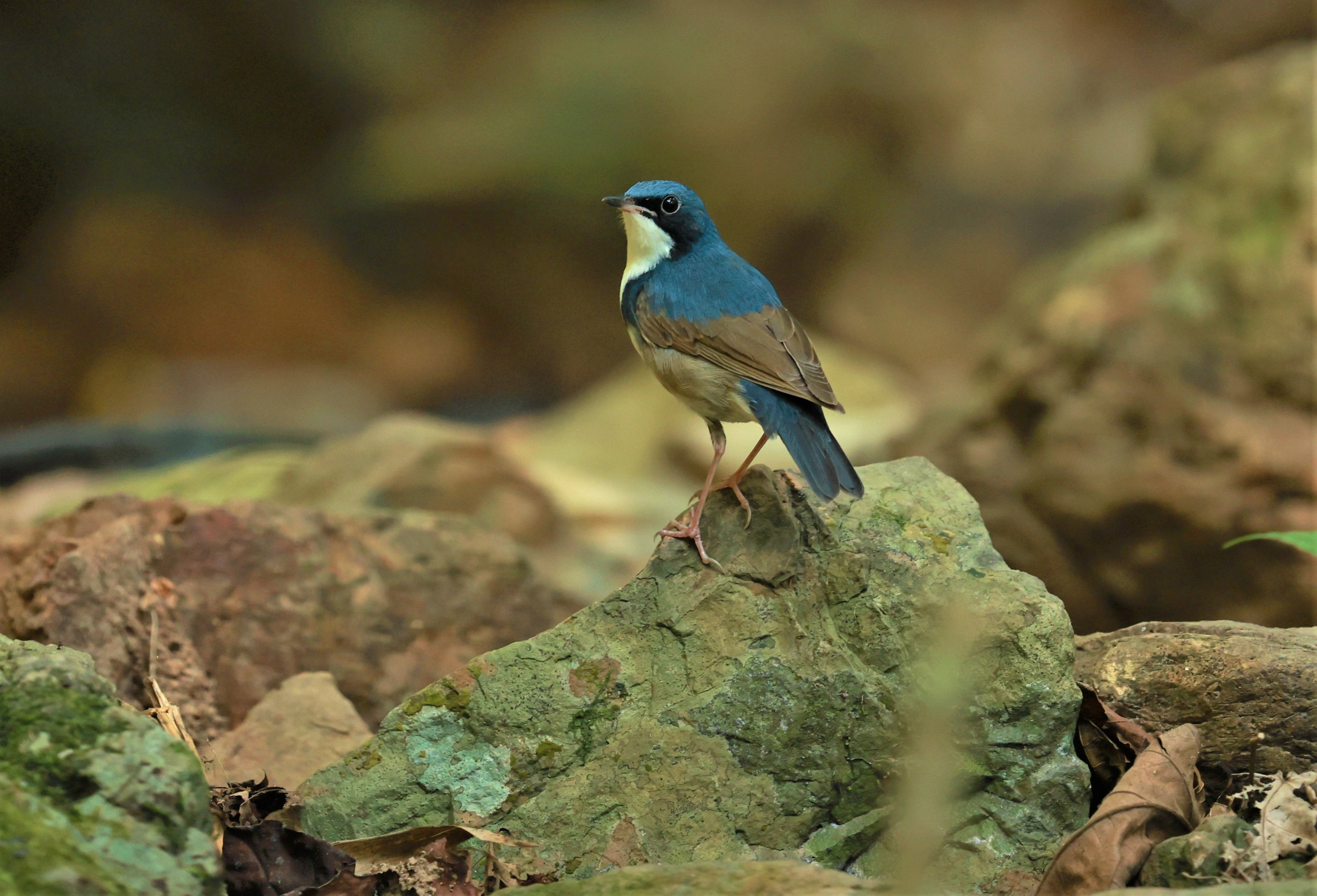 ROBIN - SIBERIAN BLUE ROBIN - Luscinia cyane - KRUNG CHING, KHAO LUANG NATIONAL PARK, THAILAND APRIL 2023 (20).jpg