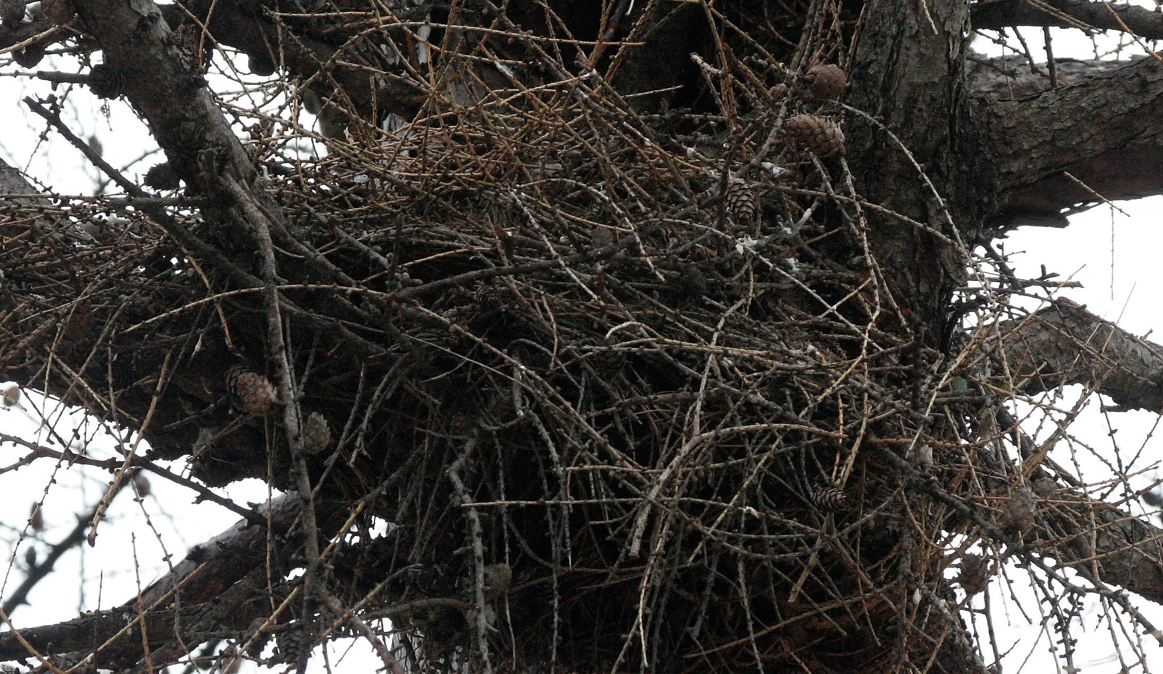 Bubo virginianus - GREAT-HORNED OWL - GENEVA COURTHOUSE ILLINOIS (59).JPG