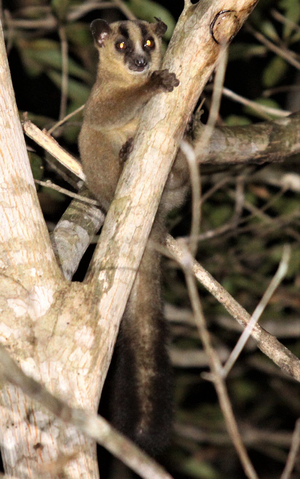 CHEIROGALEIDAE - Phaner furcifer - MASAOLA (PALE) FORK-MARKED LEMUR - KIRINDY NATIONAL PARK - MADAGASCAR aa1.jpg