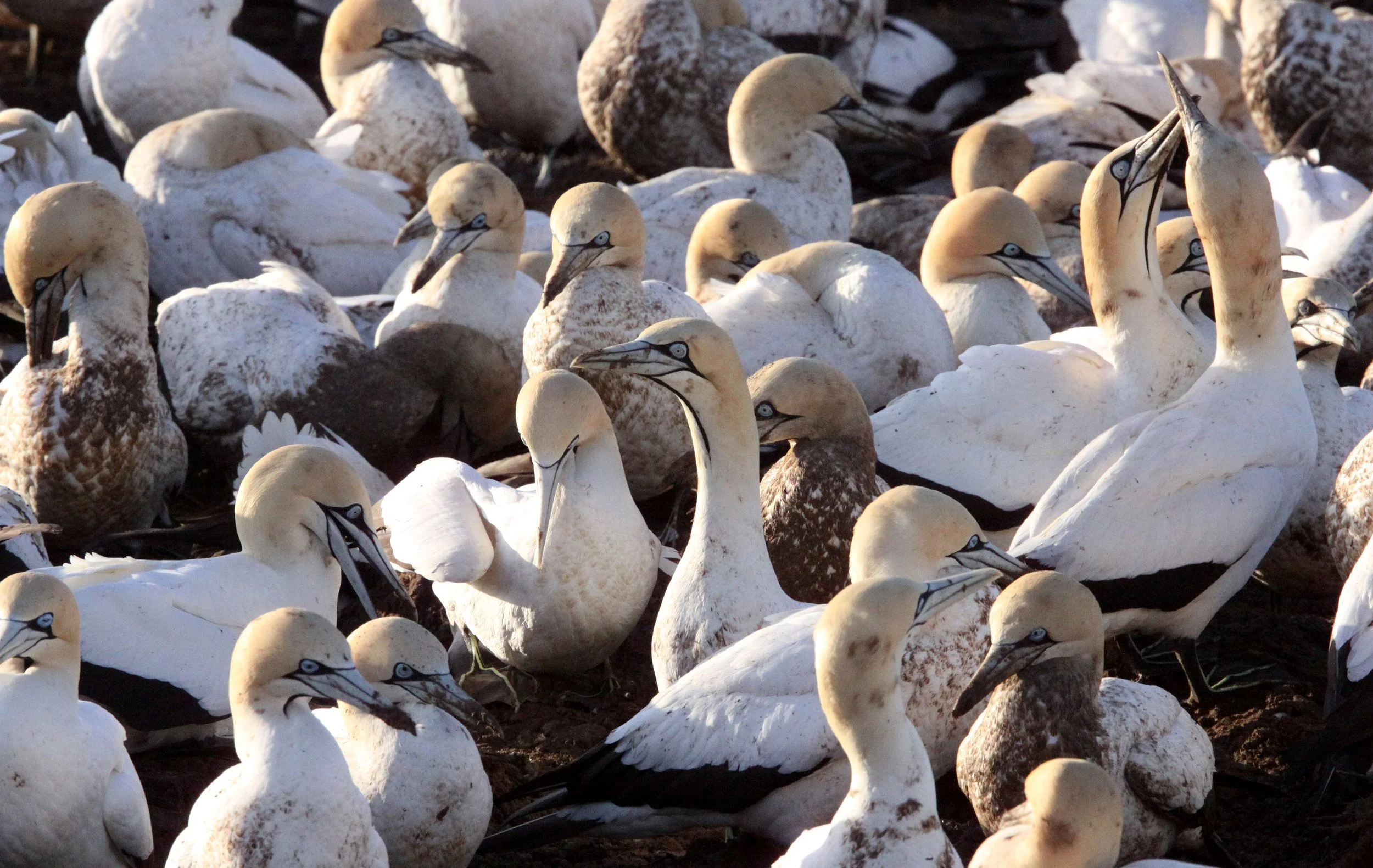 Cape gannet (Morus capensis) Lambert's Bay South Africa (11).JPG