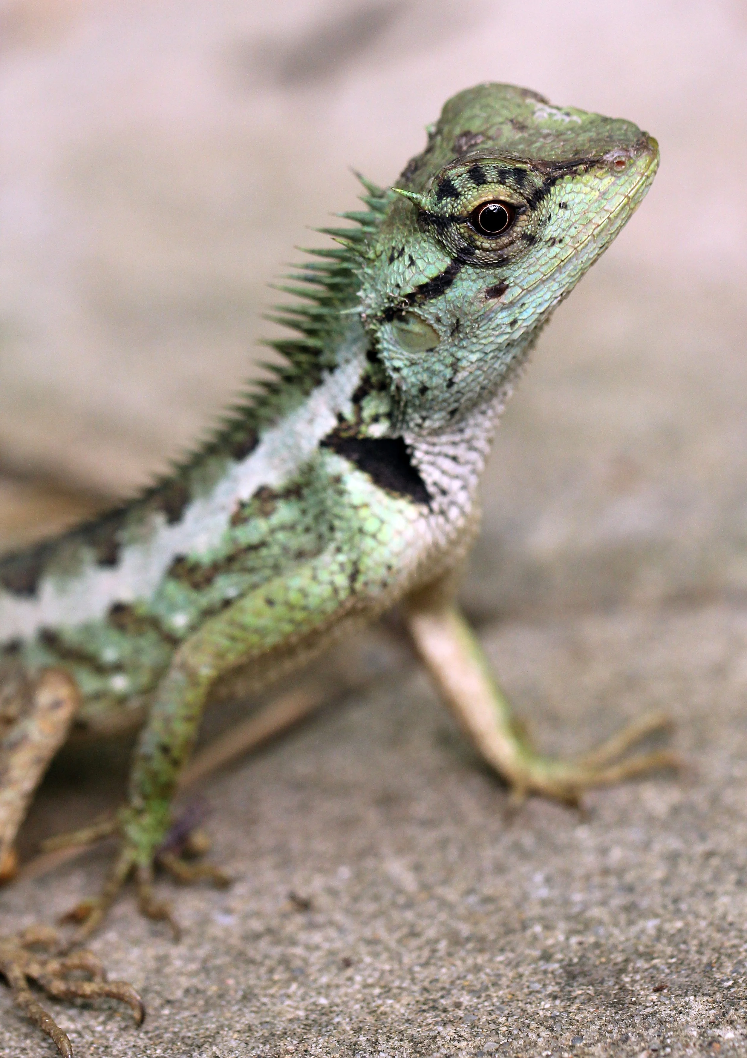 Calotes emma - EMMA GRAY'S FOREST LIZARD - KOH LANTA THAILAND (105).JPG