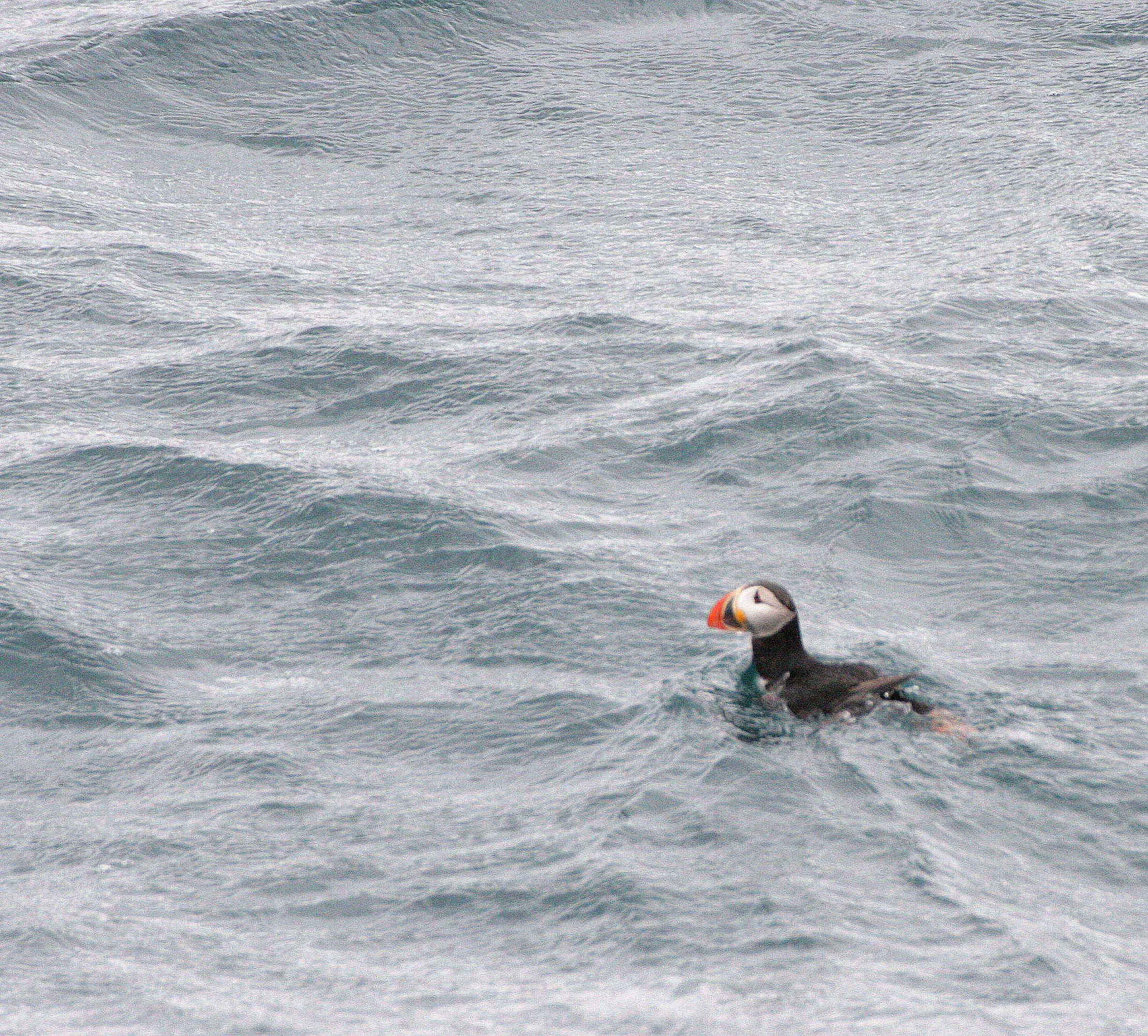 Fratercula arctica - ATLANTIC PUFFIN - SVALBARD (3).jpg