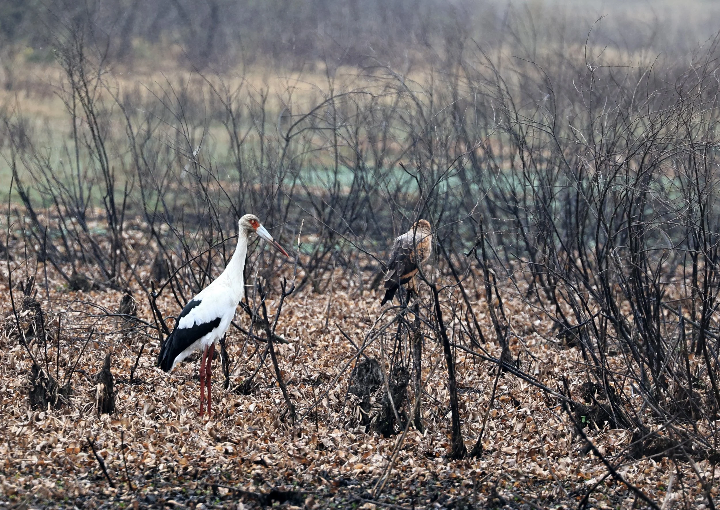 Maguari Stork (Ciconia maguari) Reserva Natural Ceibas, Entre Rios, Argentina (6).jpg