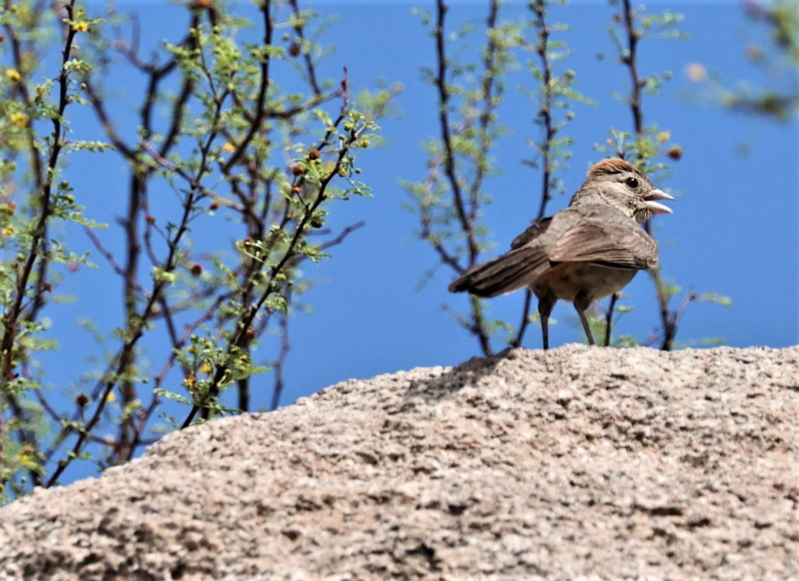 Rufous-crowned Sparrow (Aimophila ruficeps) Arizona Sonora Desert Museum  (2).jpg