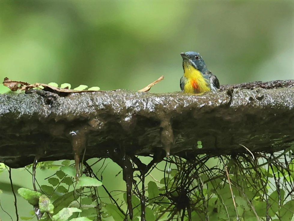 FLOWERPECKER - CRIMSON-BREASTED FLOWERPECKER - Prionochilus percussus - SRI PHANG NGA AREA SONGKRAN 2022 (25).jpg