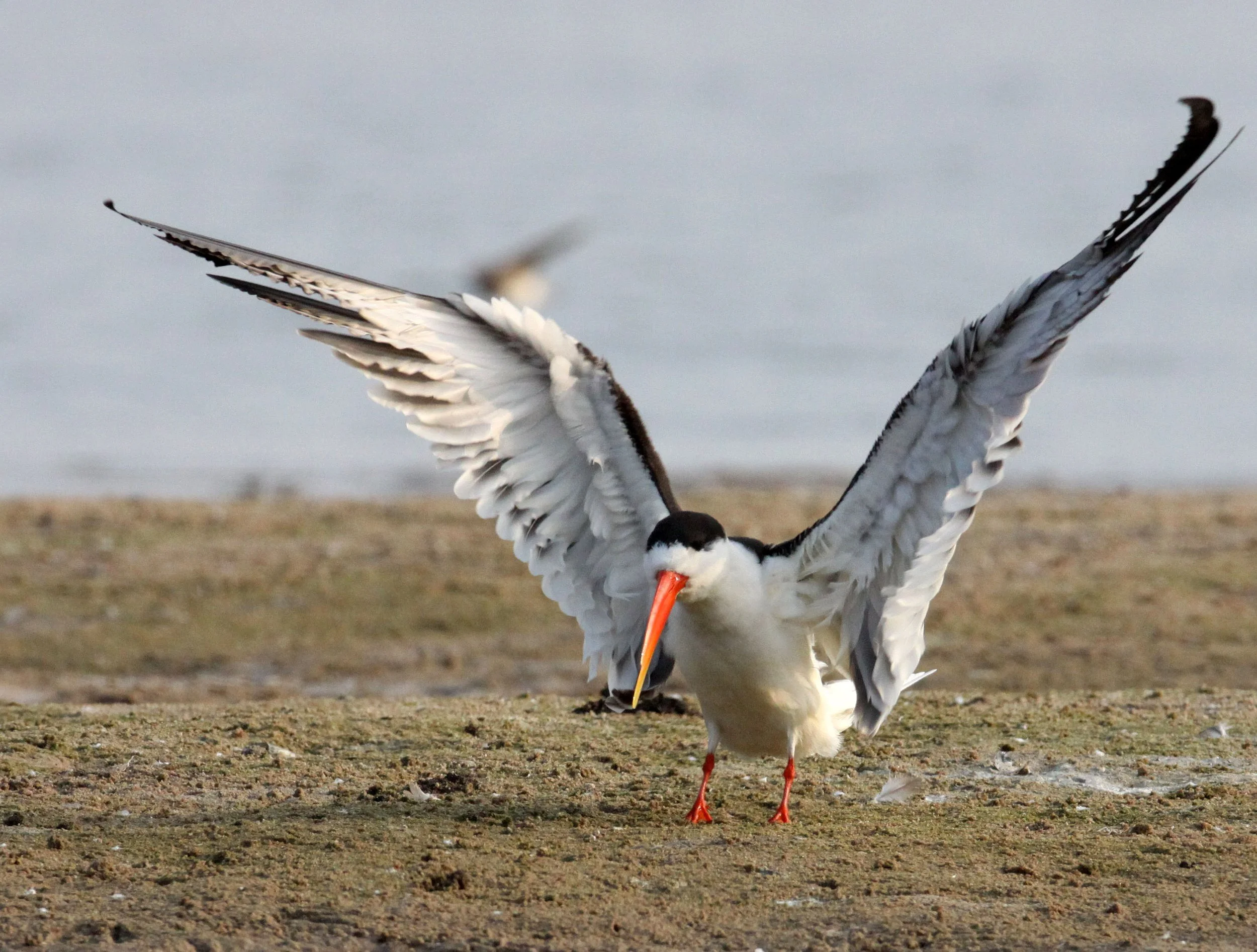 BIRD - SKIMMER - INDIAN SKIMMER - CHAMBAL SANCTUARY INDIA (26).JPG