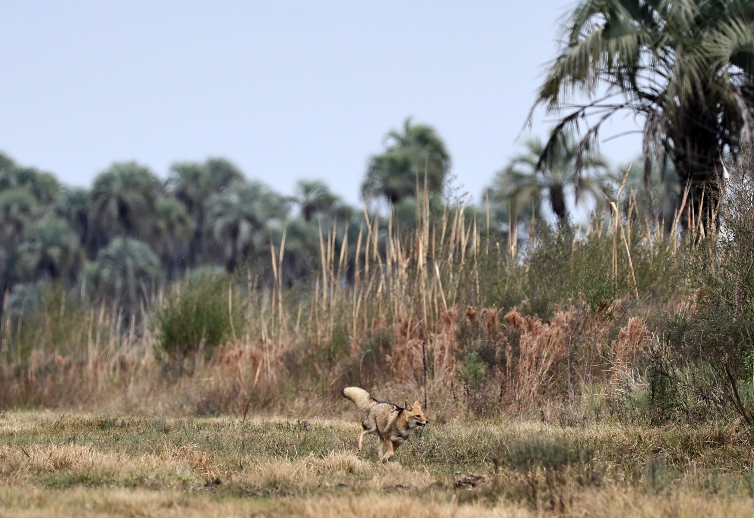 Pampas Fox (Lycalopex gymnocercus) El Palmar National Park, Entre Rios, Argentina (80).jpg