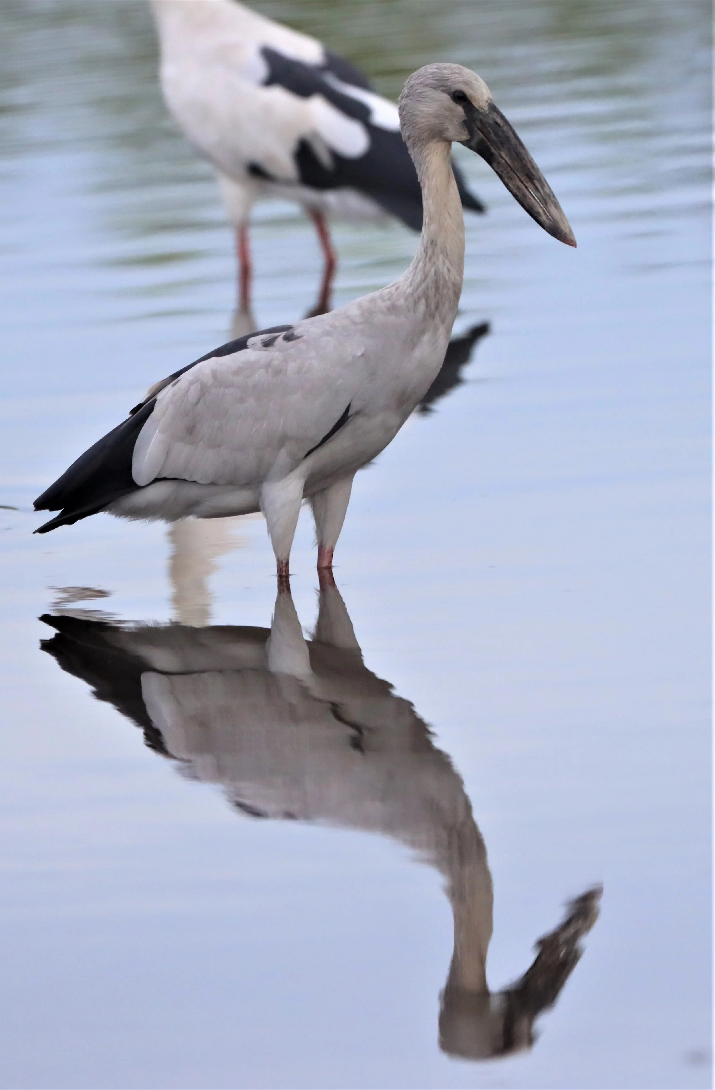 STORK - ASIAN OPENBILL - Anastomus oscitans - PRACHUAP KHIRI KHAN AREA (1).jpg