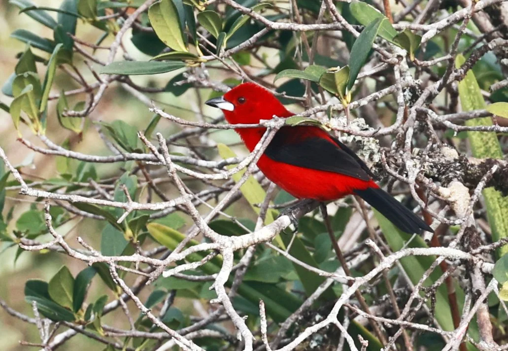 Brazilian tanager (Ramphocelus bresilia) Superagüi National Park, Brazil (3).jpg