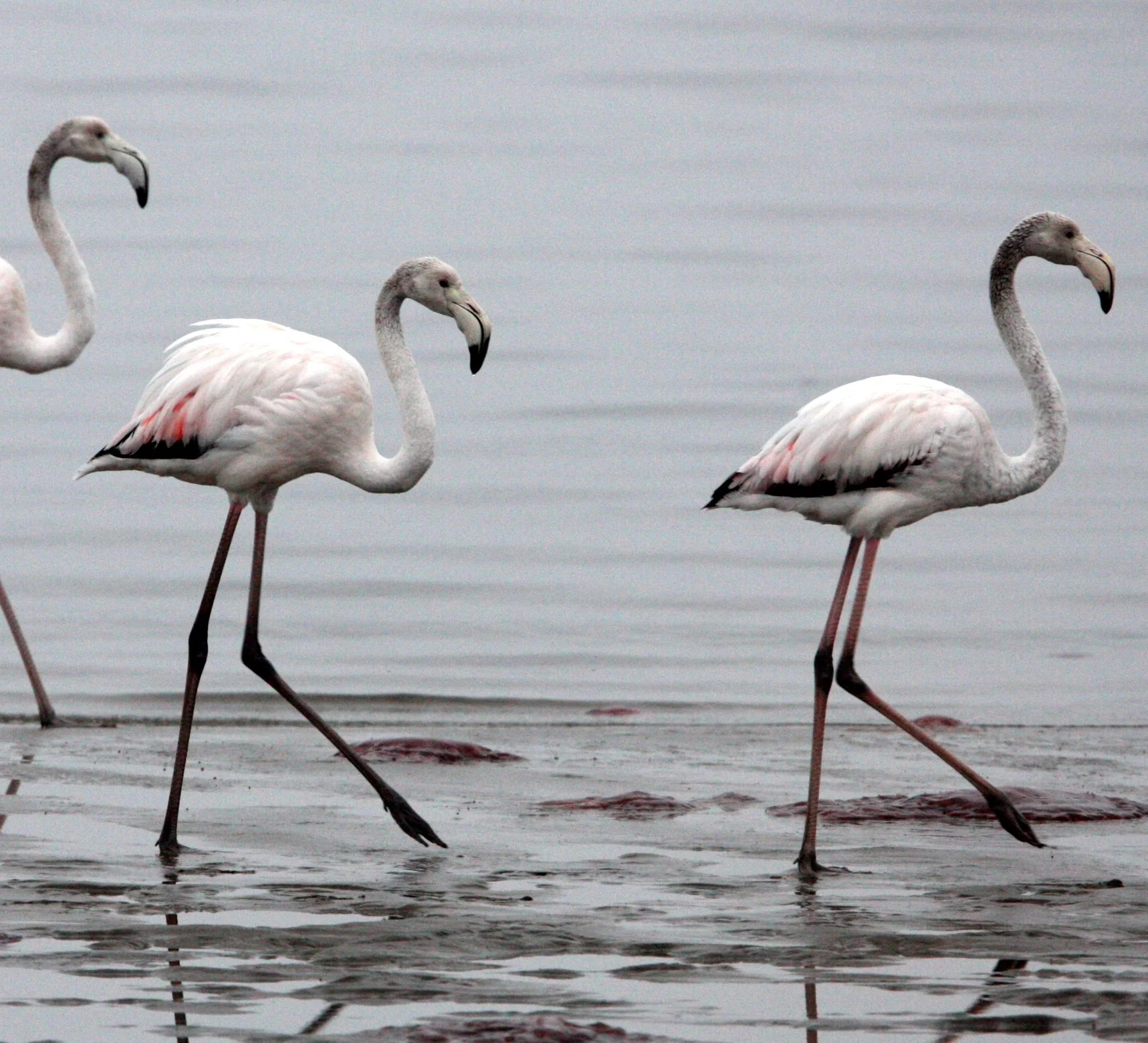 Phoenicopterus roseus - Greater Flamingo - Walvis Bay Namibia (14).JPG