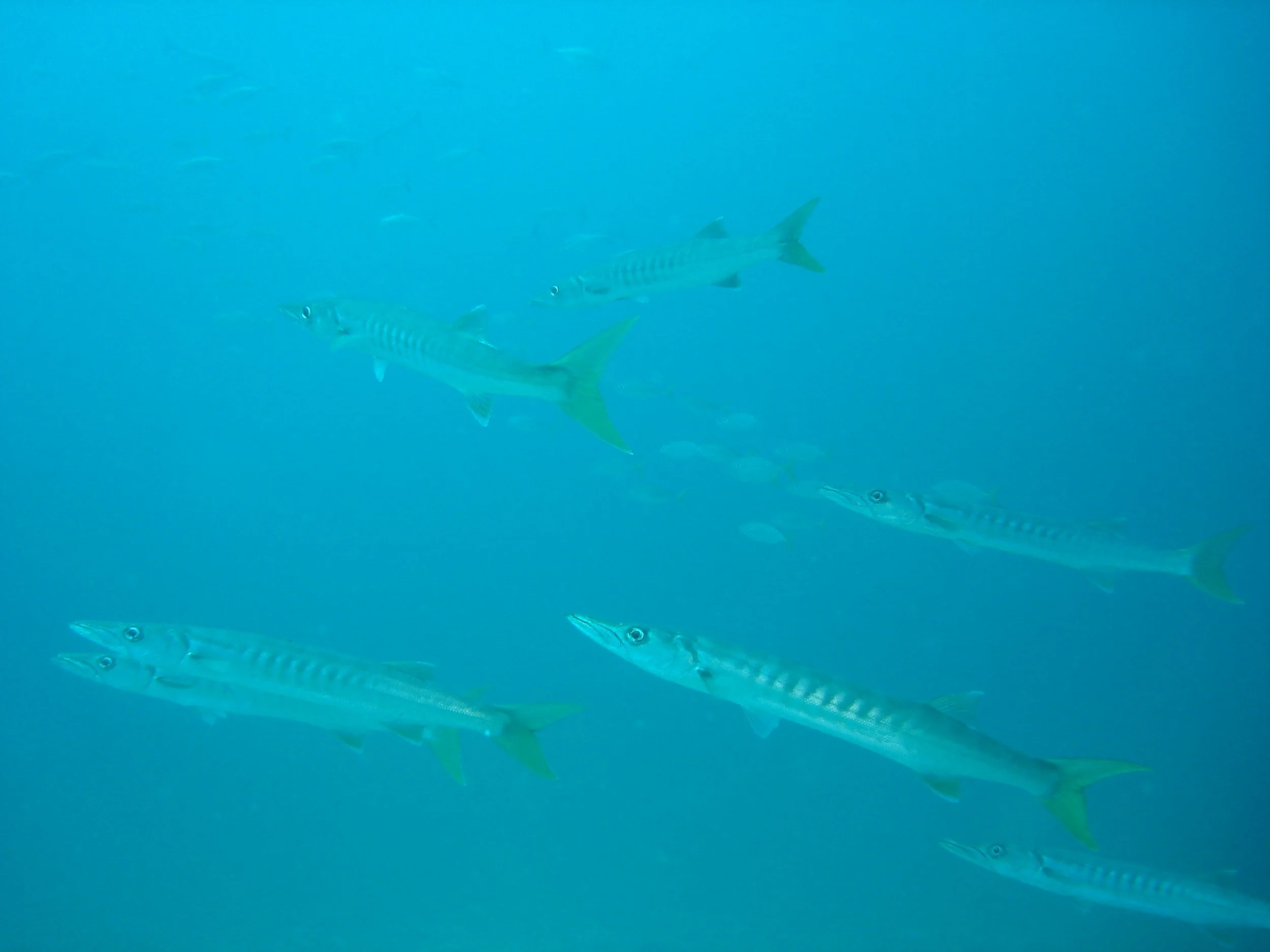 Sphyraenidae - Sphyraena jello - Picklehandle Barracuda - Similans Thailand.JPG