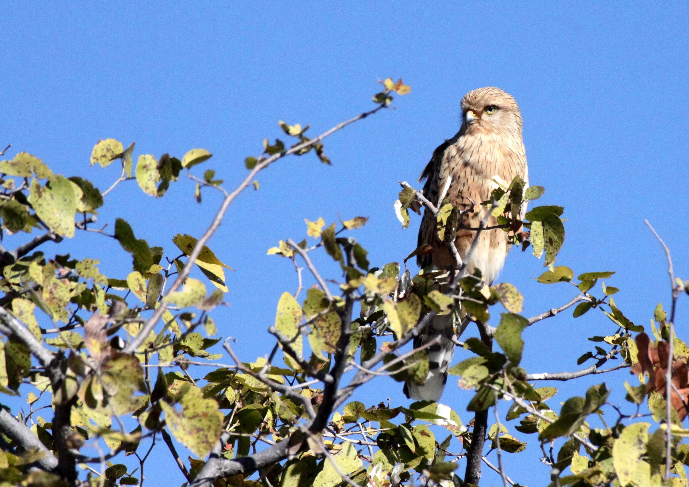 BIRD - KESTREL - GREATER KESTREL - FALCO RUPICOLOIDES - ETOSHA NATIONAL PARK NAMIBIA (4).JPG