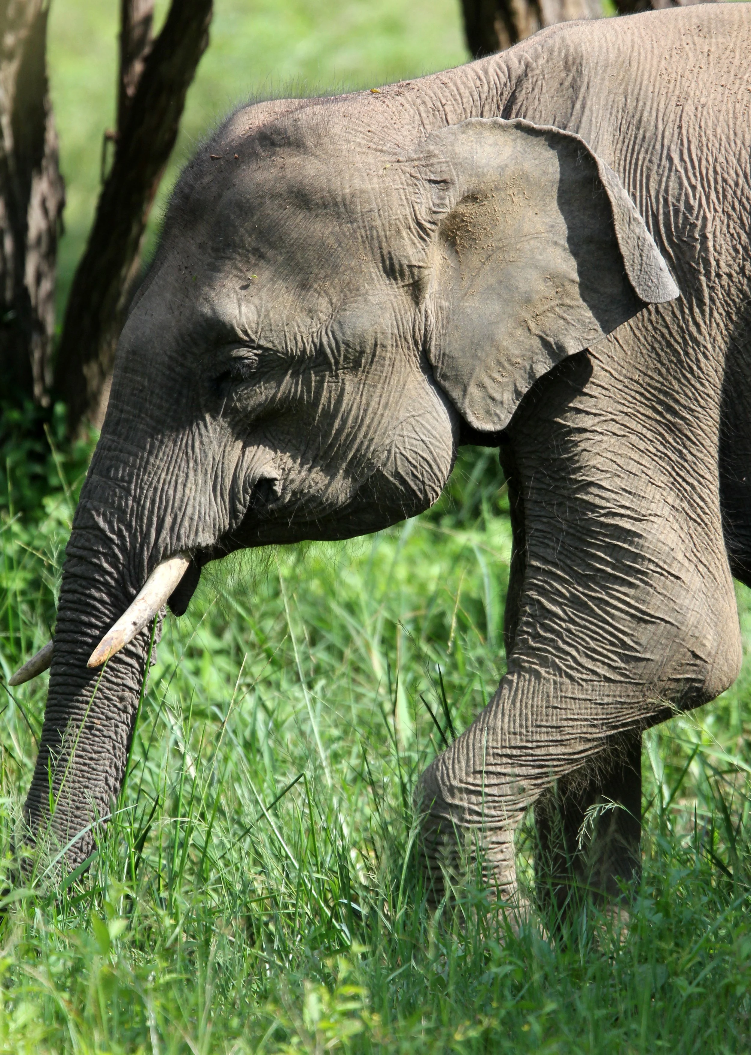 ELEPHANT - SRI LANKA ASIAN ELEPHANT - YALA NATIONAL PARK SRI LANKA (48).JPG