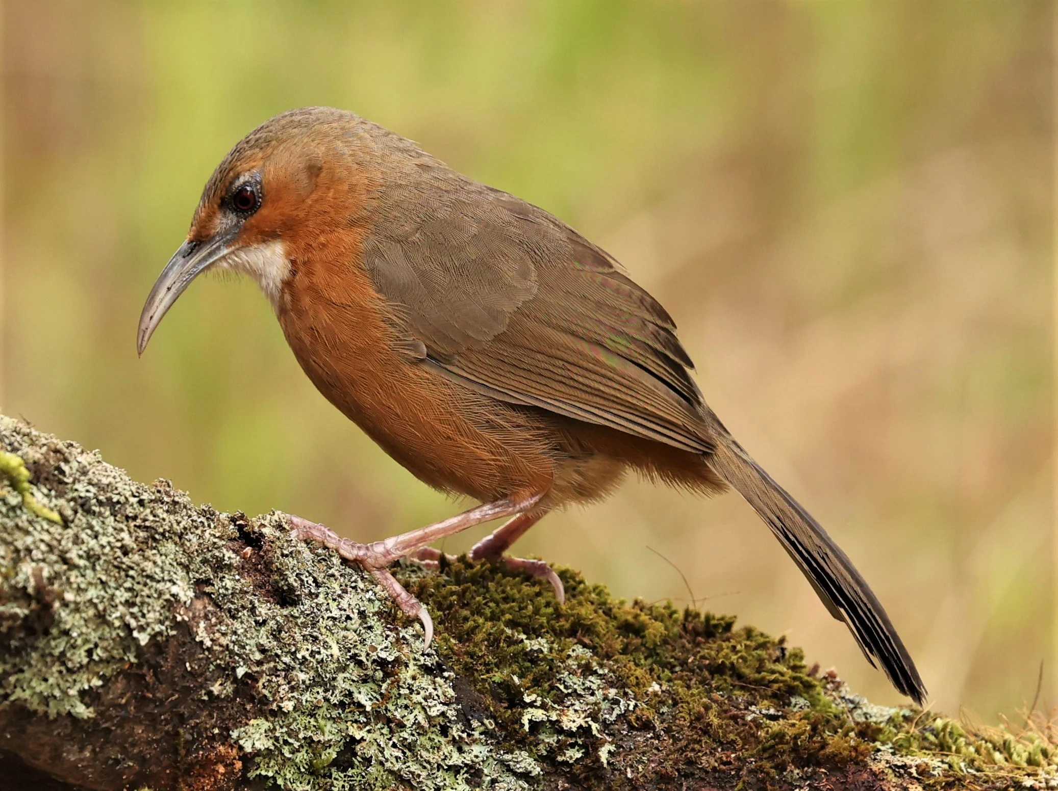 SCIMITAR BABBLER - RUSTY-CHEEKED SCIMITAR BABBLER - Erythrogenys erythrogenys - DOI LANG WEST, DOI PHA HOM POK NP, CHIANG MAI DEC 2021 (39).jpg
