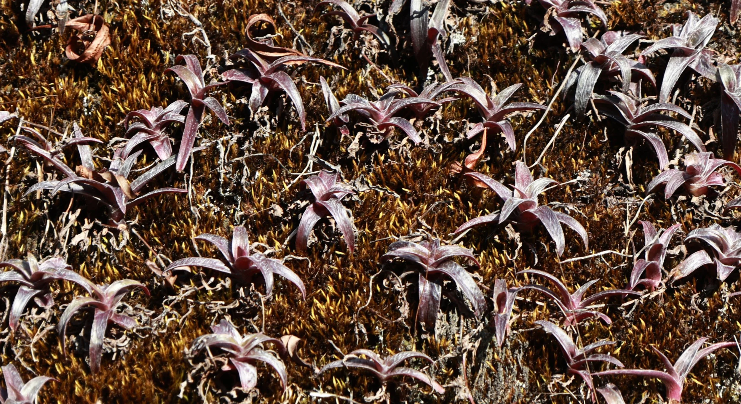 Phu Hin Rong Kla National Park Loei Province (131).jpg