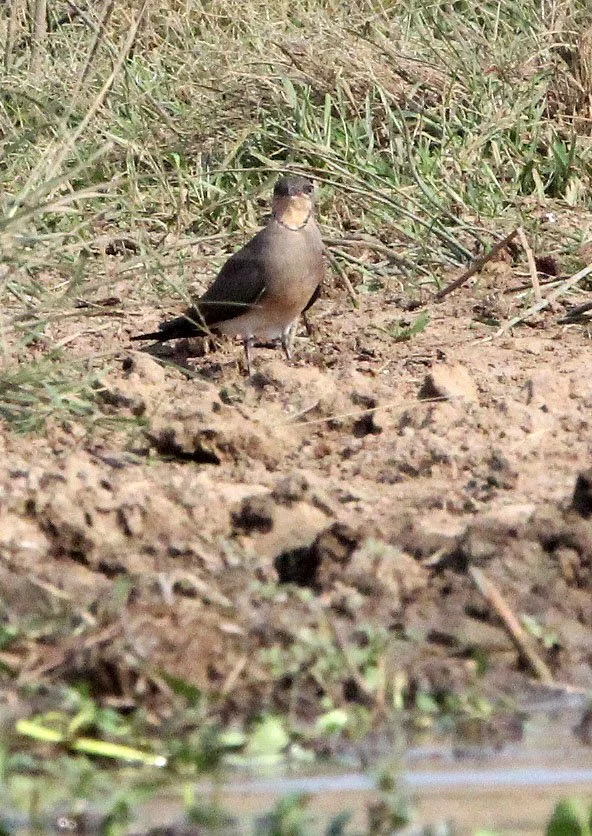 PRATINCOLE - BLACK-WINGED PRATINCOLE - Glareola nordmanni - QUEEN ELIZABETH NP UGANDA (1).JPG