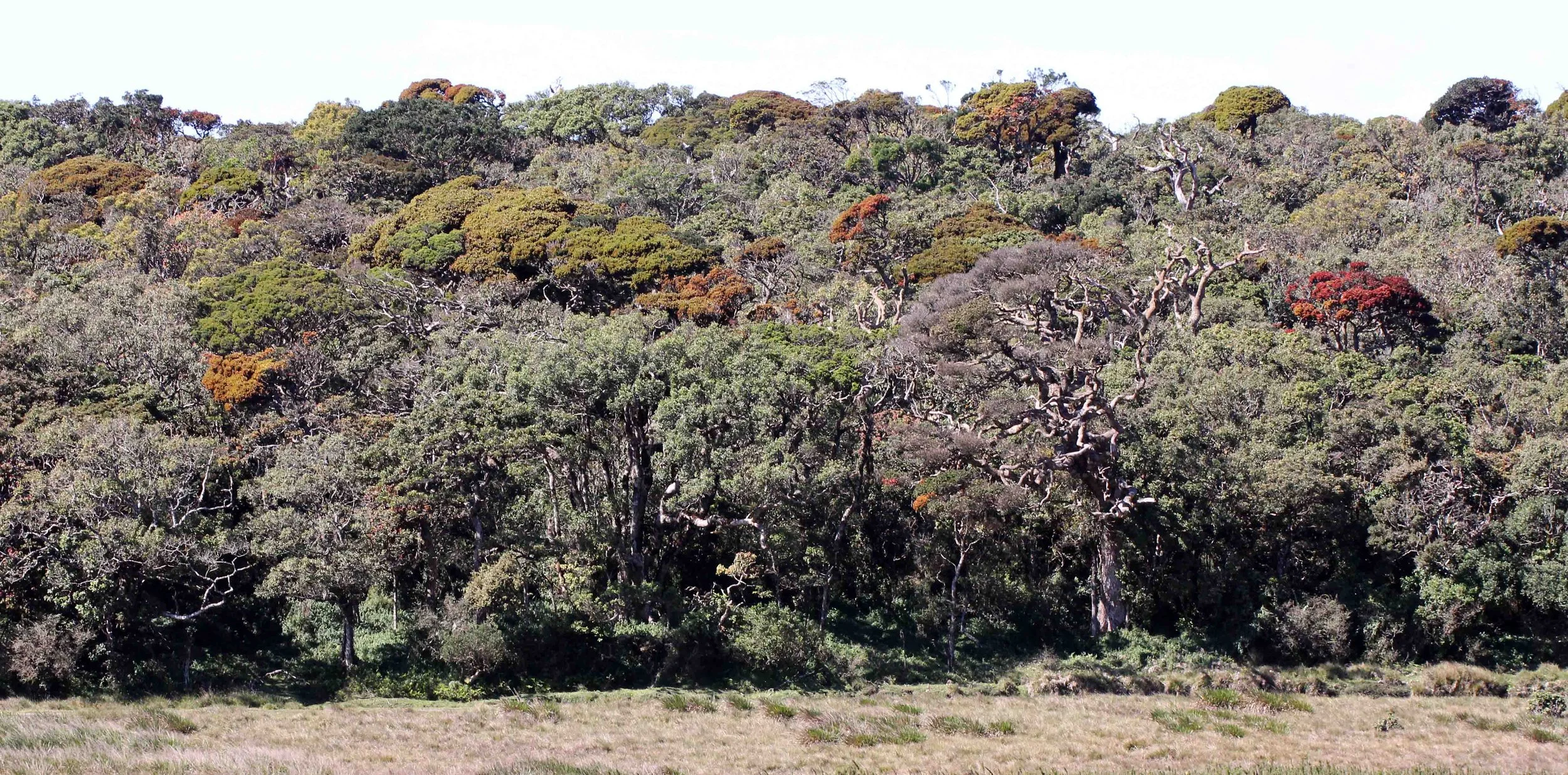 NUWARA ELIYA， HORTON PLAINS NATIONAL PARK,  SRI LANKA (31).JPG