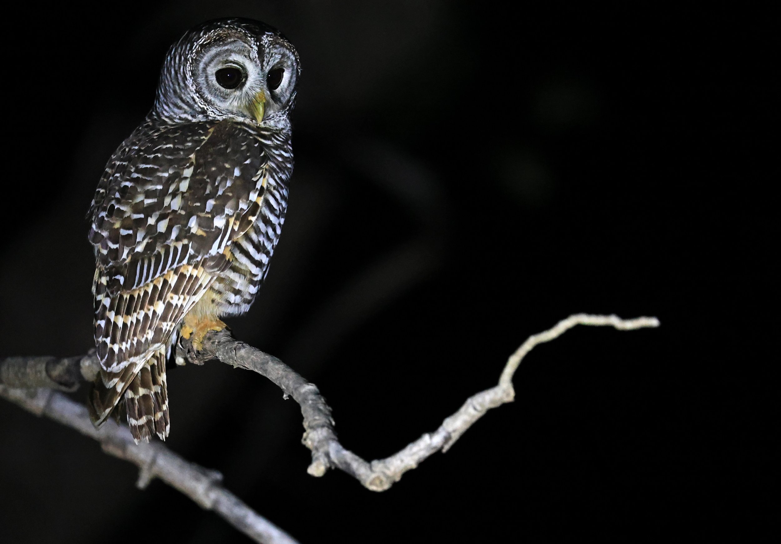 Chaco Owl (Strix chacoensis) Reserva Nueland  Selva Serena (29).jpg