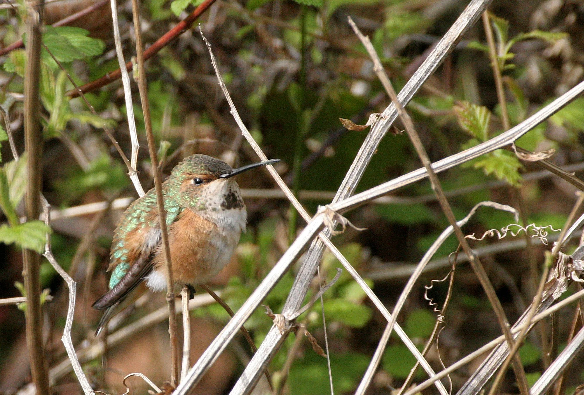 Selasphorus rufus - RUFOUS HUMMINGBIRD - LAKE FARM WA  (8).JPG